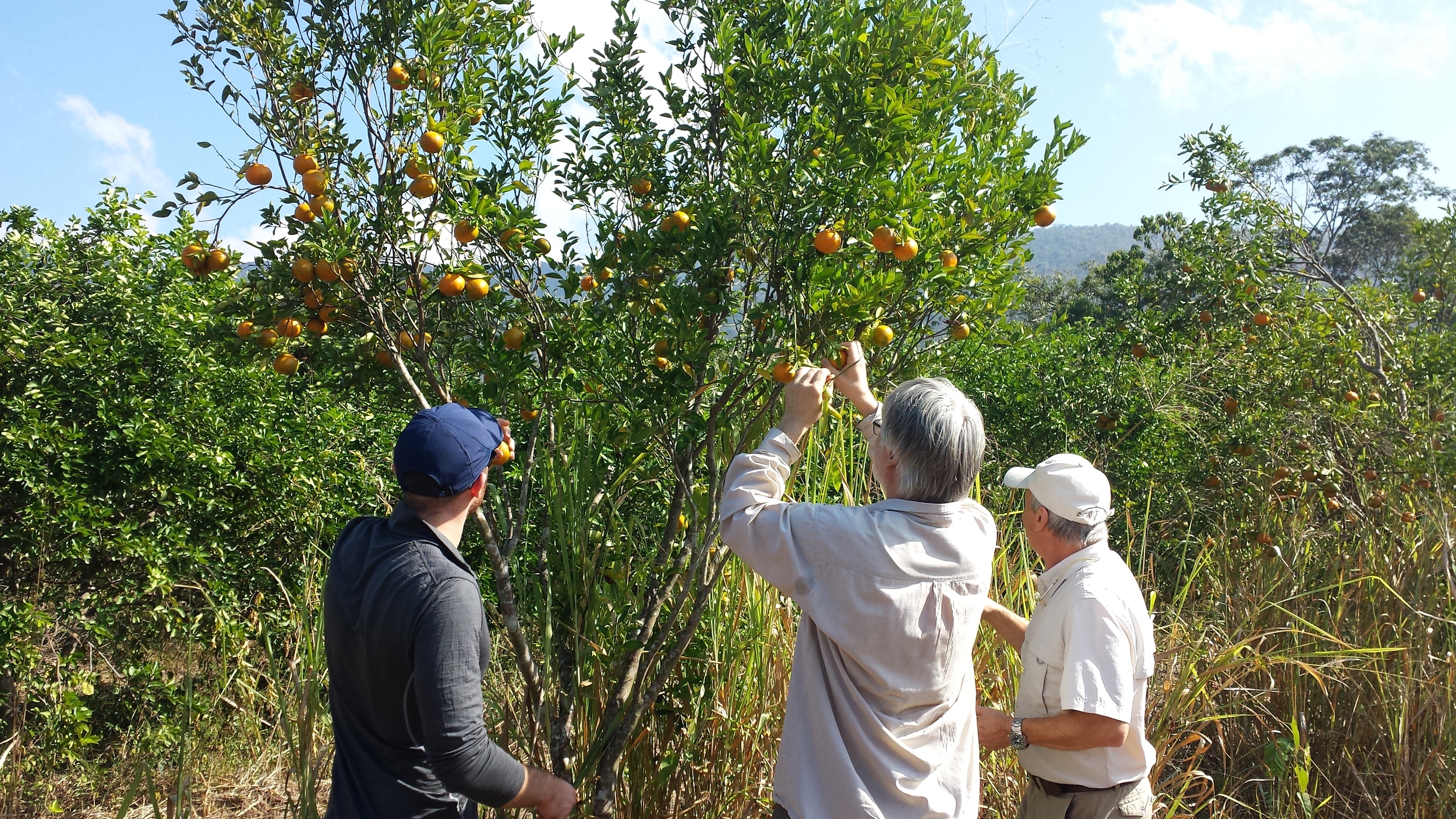 Oranges, Hacienda San Cayetano