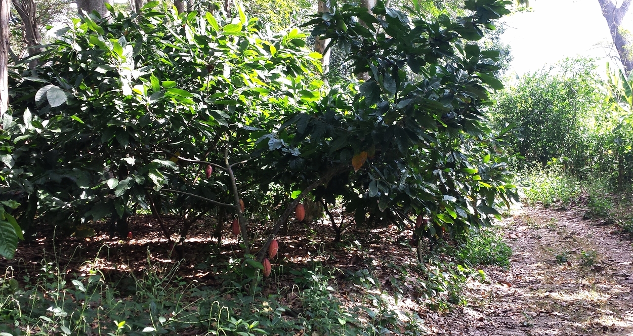 Cocoa bush