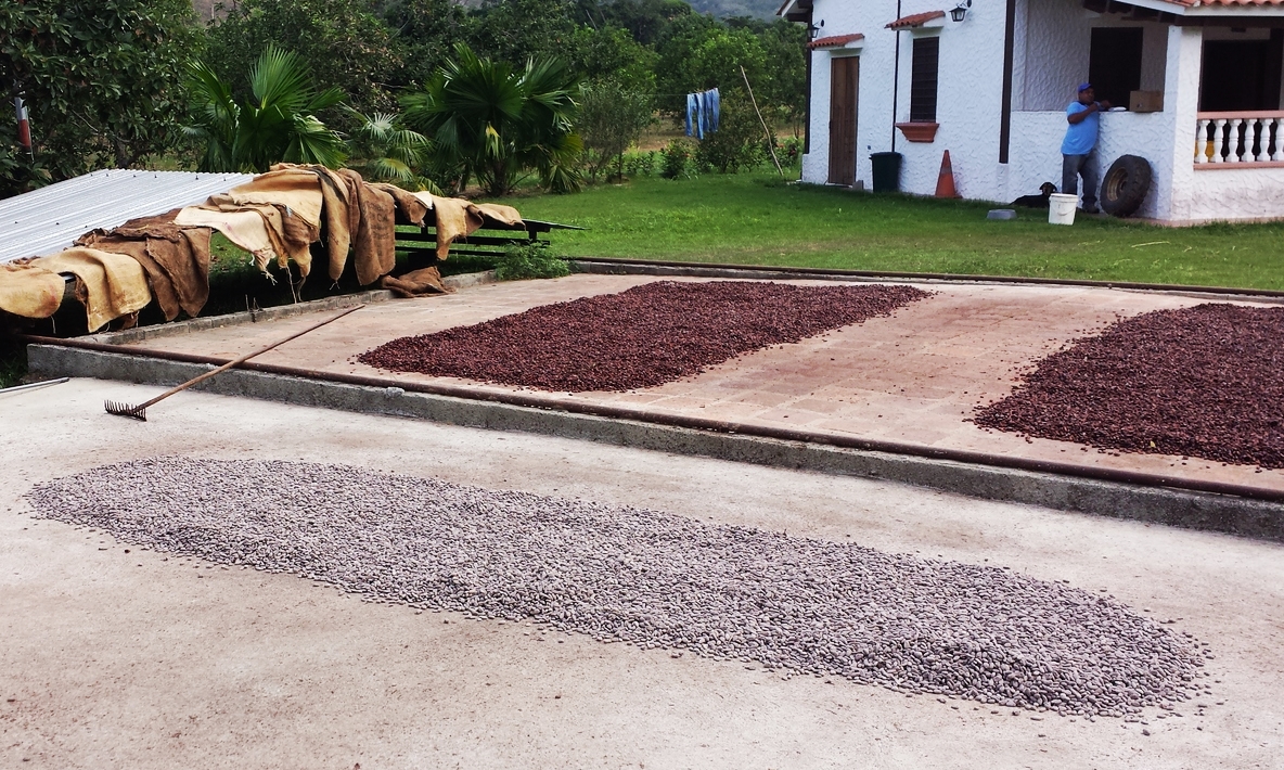 Cocoa beans drying in the sun‏