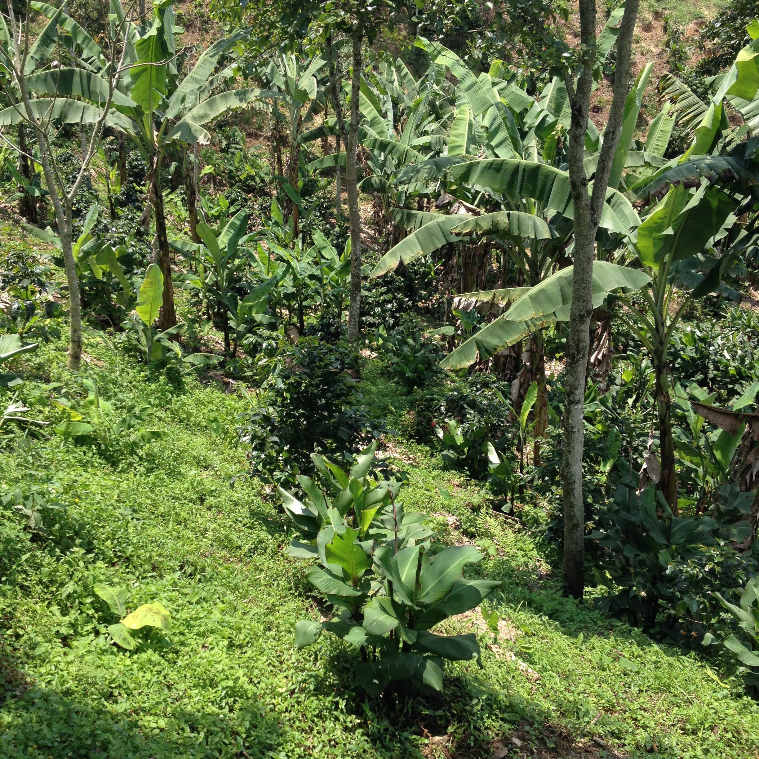 Coffee growing under shade