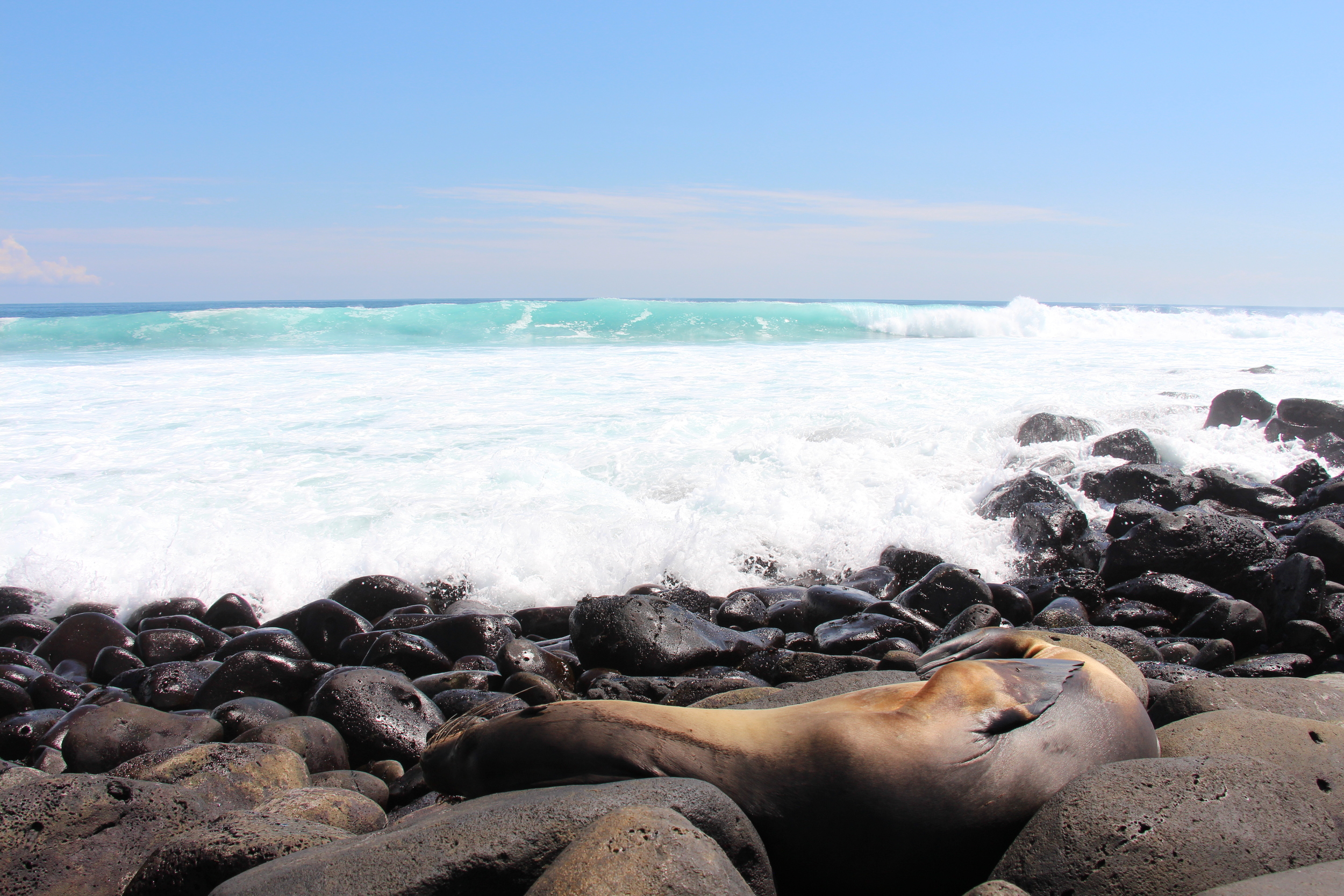 Sea Lion waiting for a refreshing wave