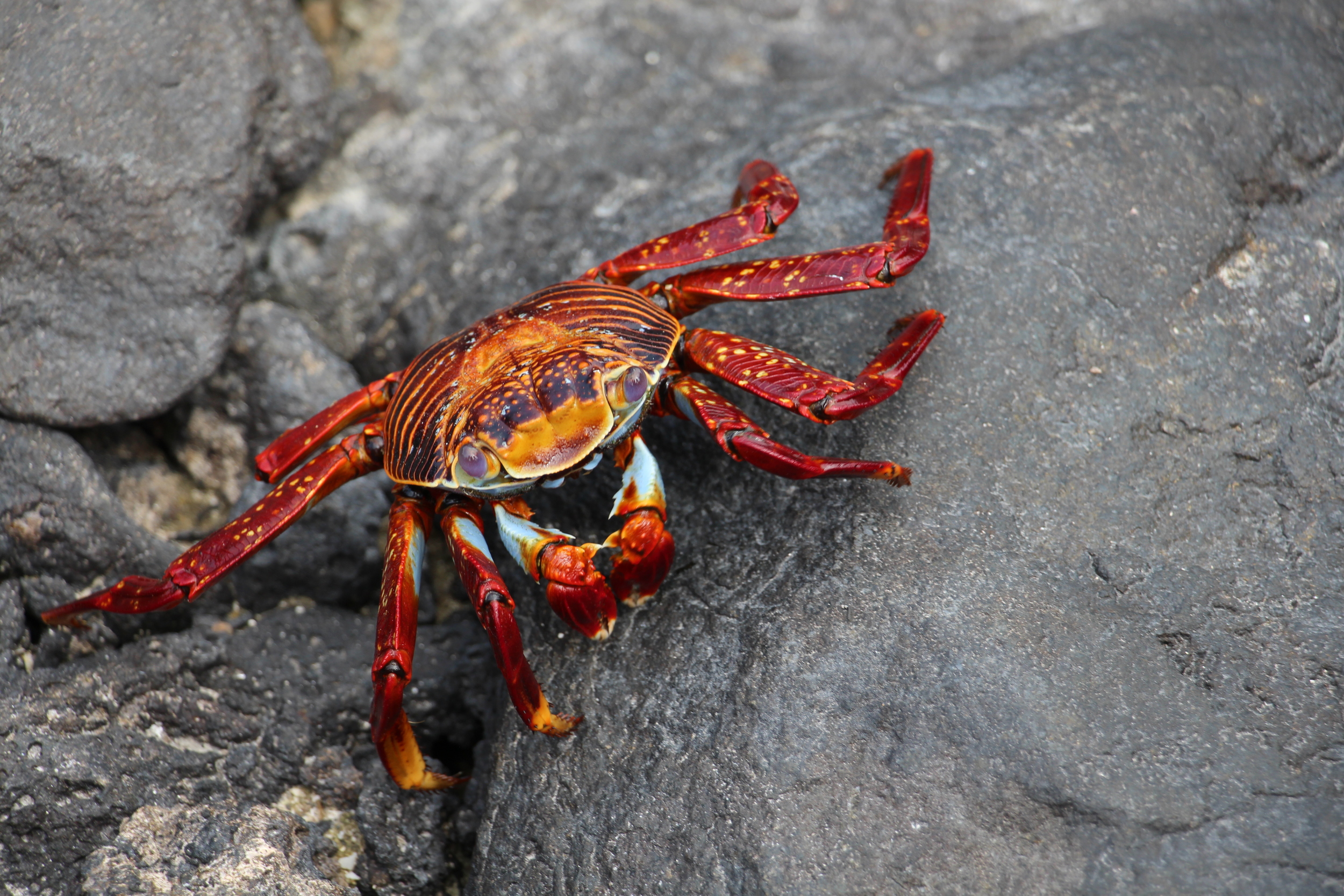 Sally Lightfoot Crab