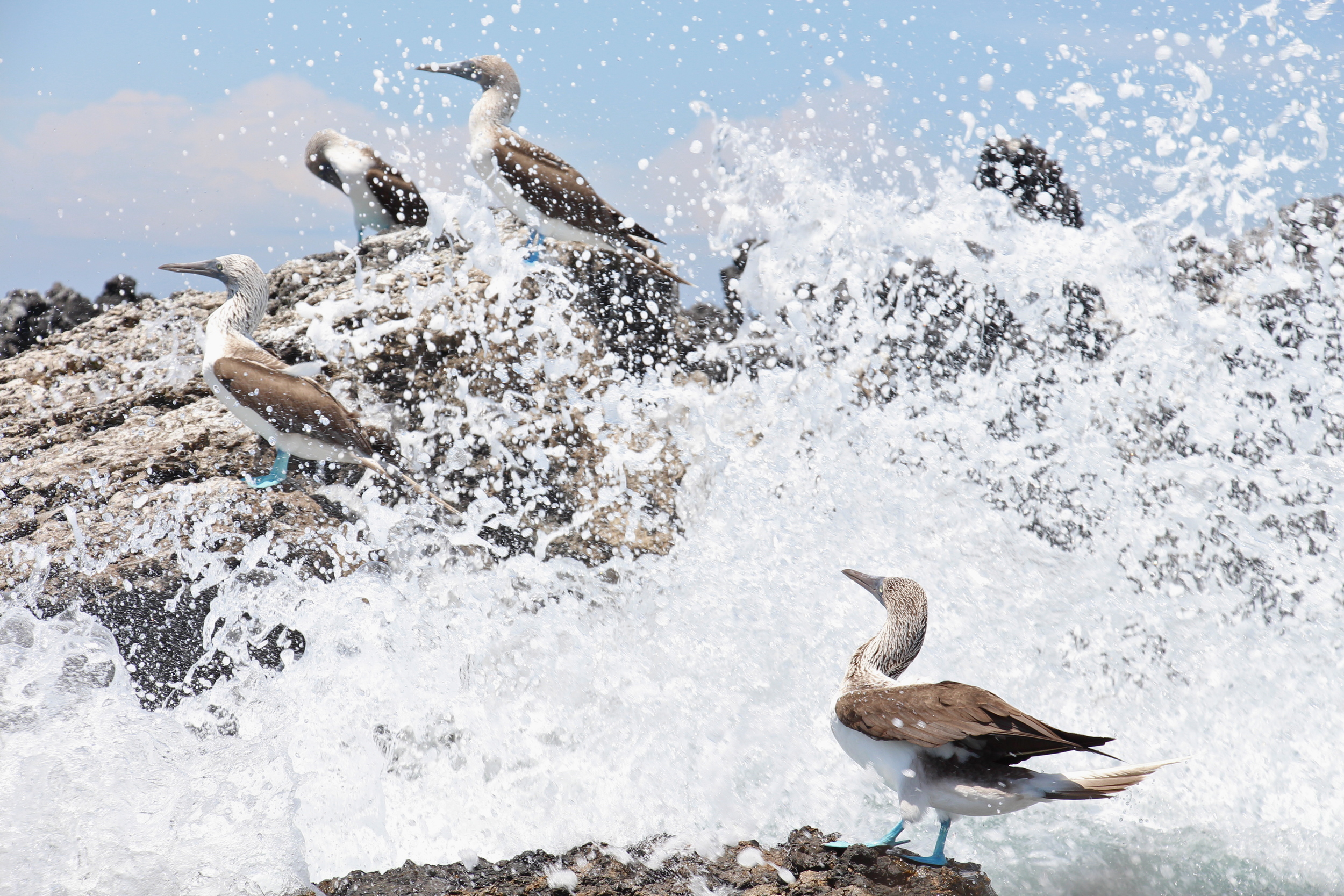 Blue-footed boobies having a splash