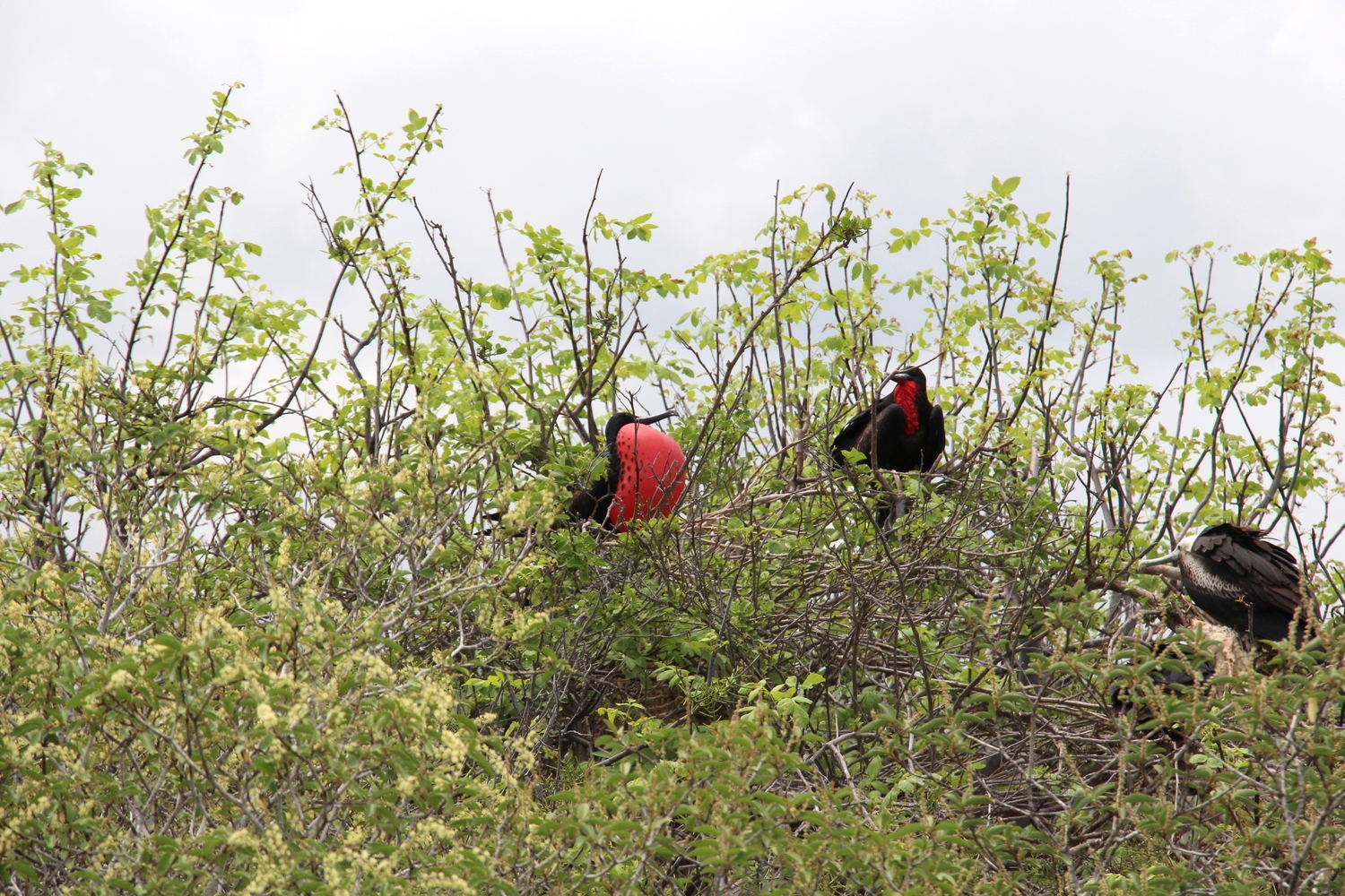 Male Frigatebird in love