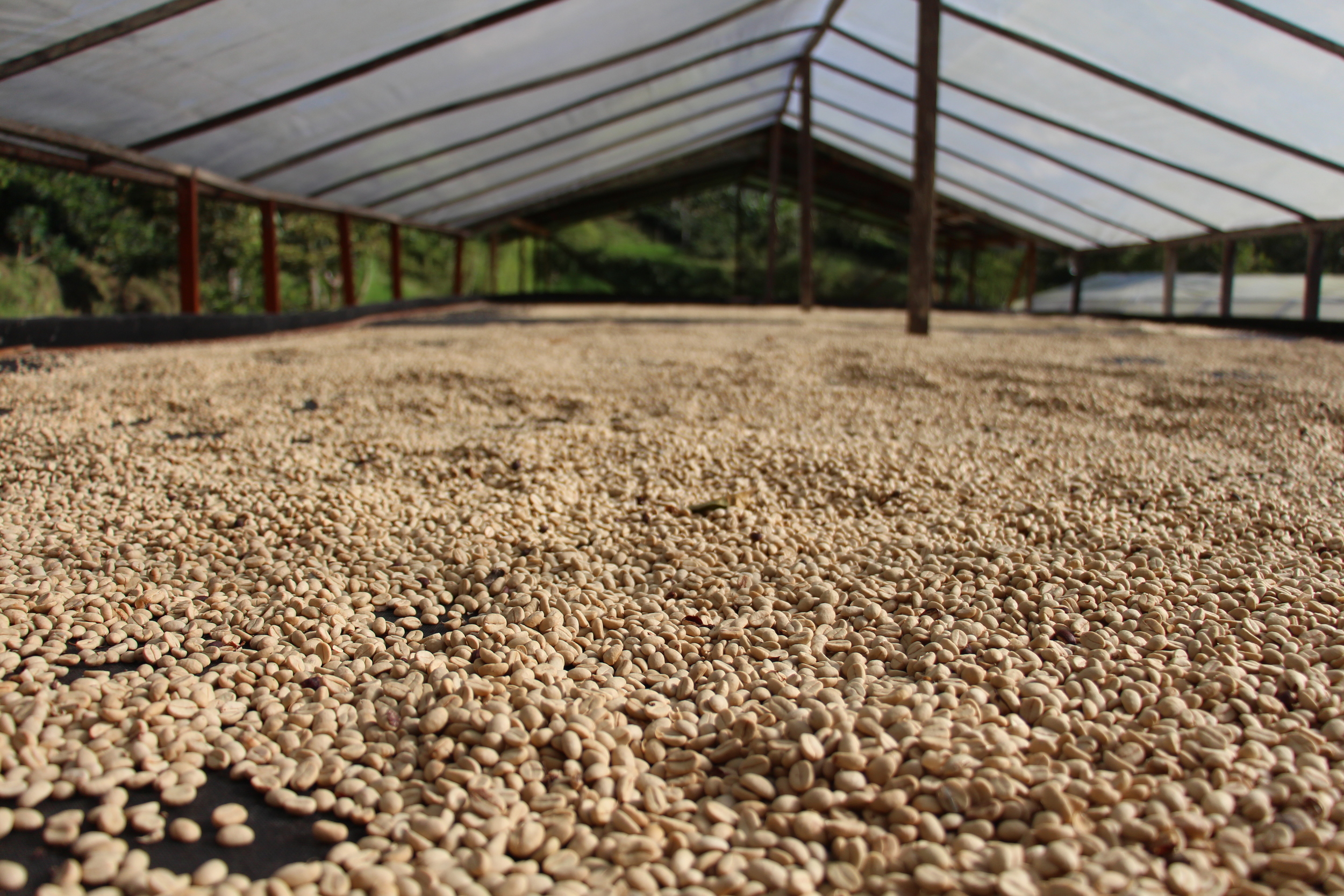 Coffee 'marquesina' at Finca La Isla