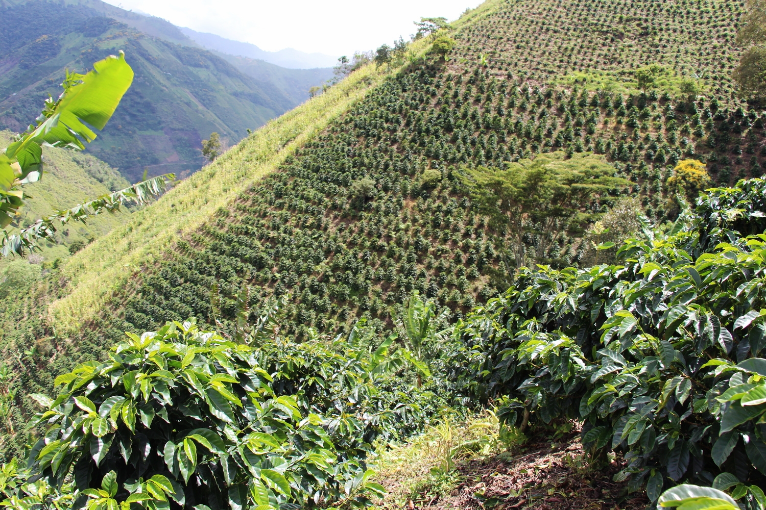 Coffee is cultivated on very steep hills - Finca Buenavista