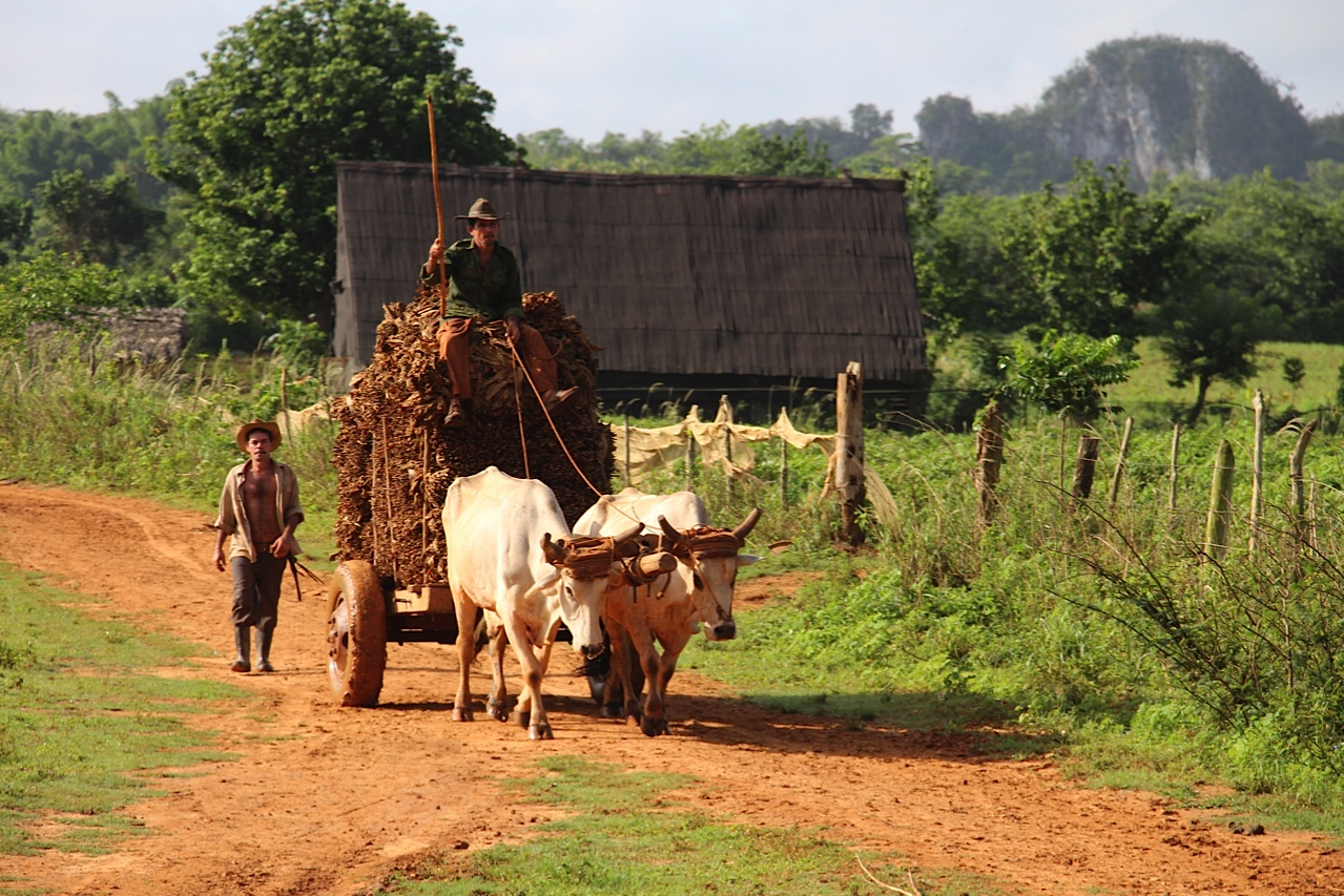 Transporting tobacco leaves - Viñales