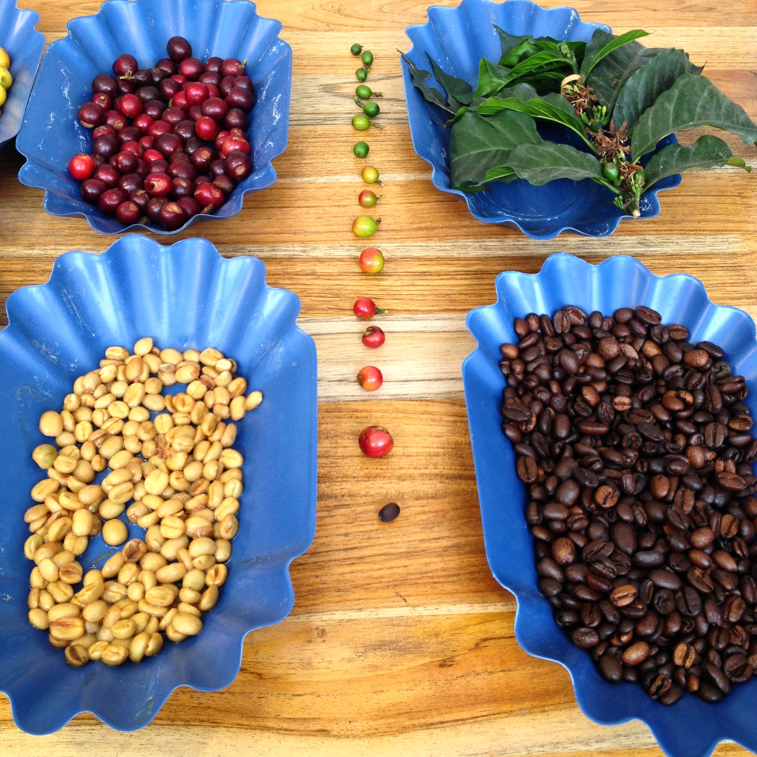 From tree to cup