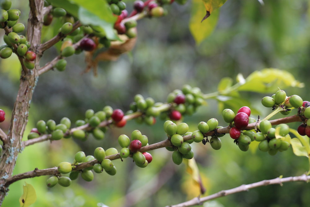 Coffee ripening