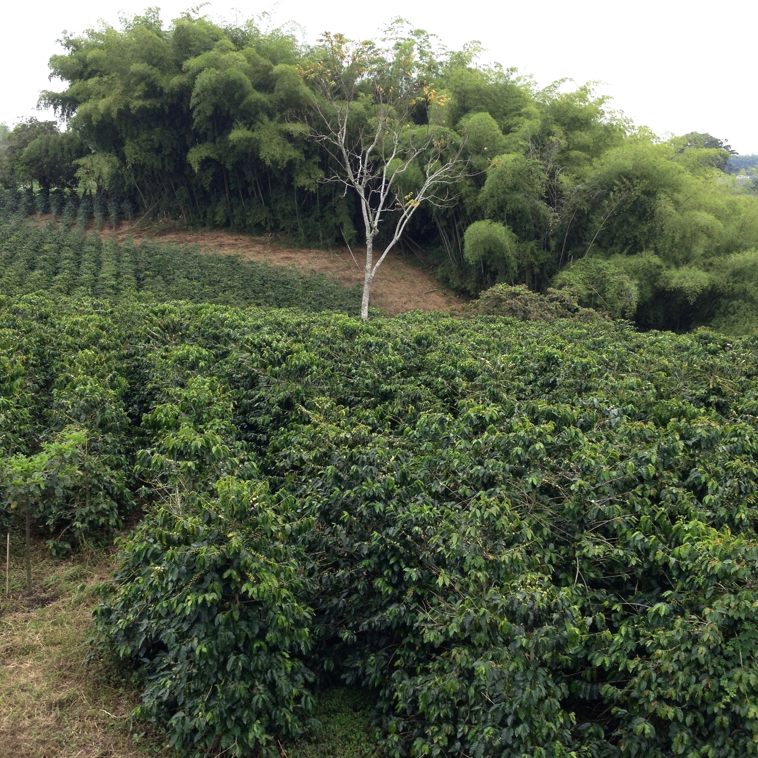 View of Finca Santa Ana