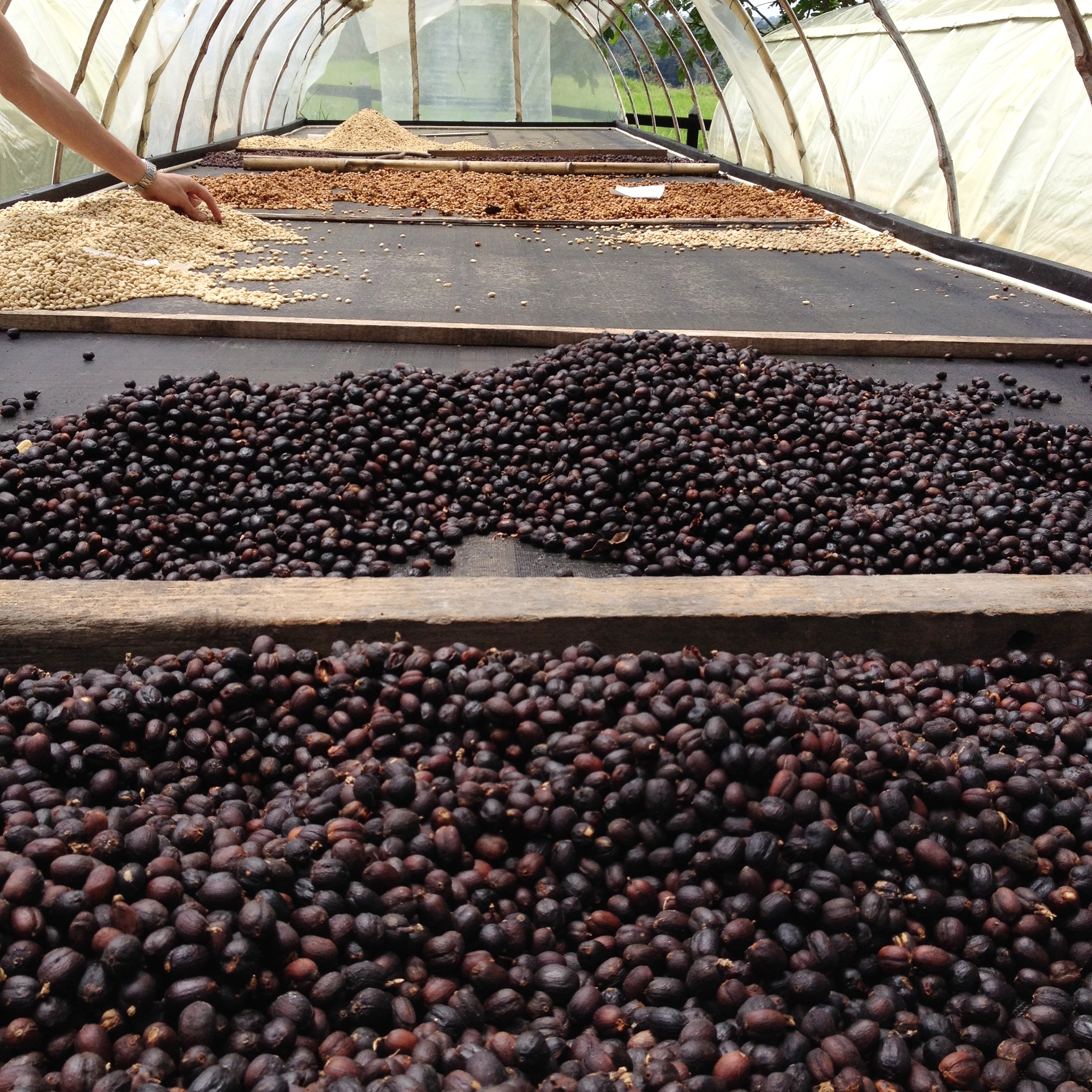 Natural coffee drying