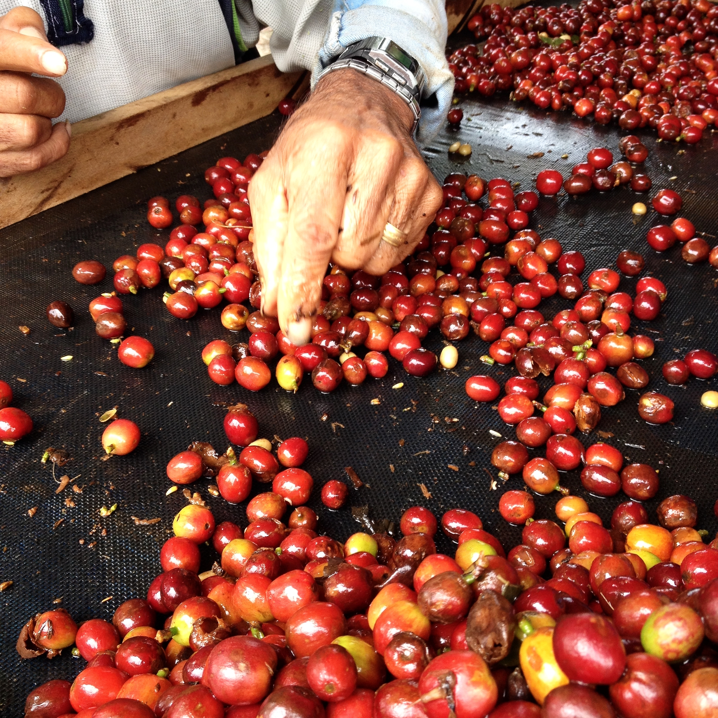 Selecting the best cherries