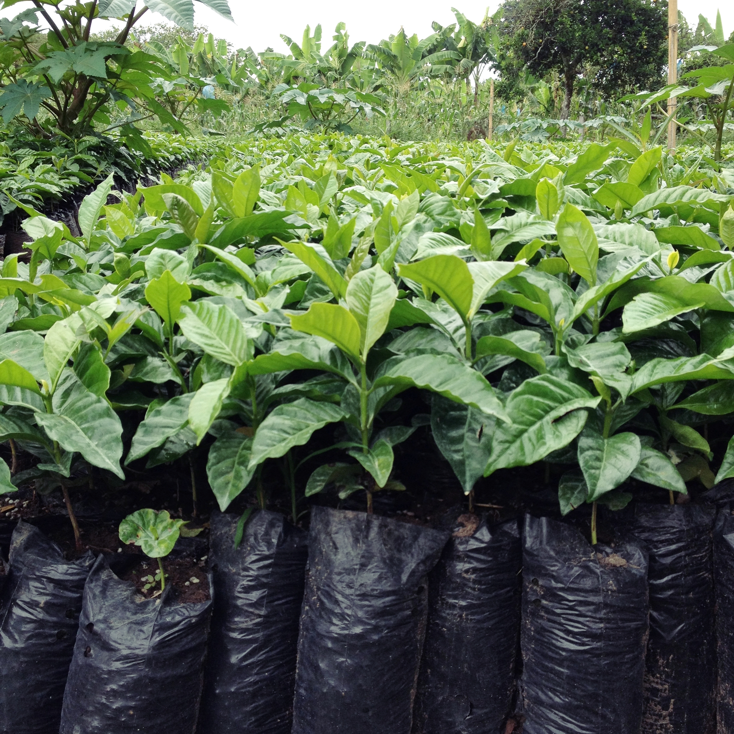 Coffee tree nursery