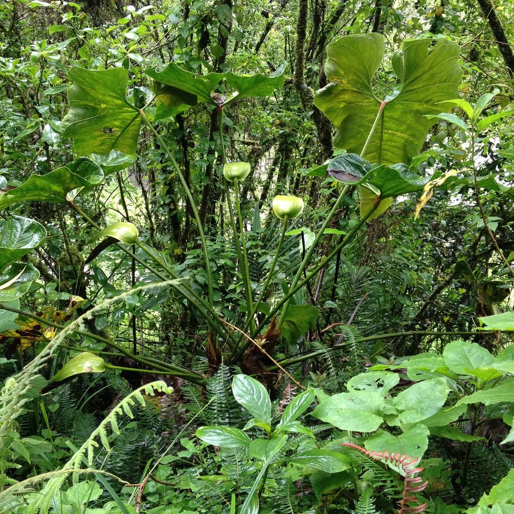 Lush vegetation in Cocora valley cloud forest