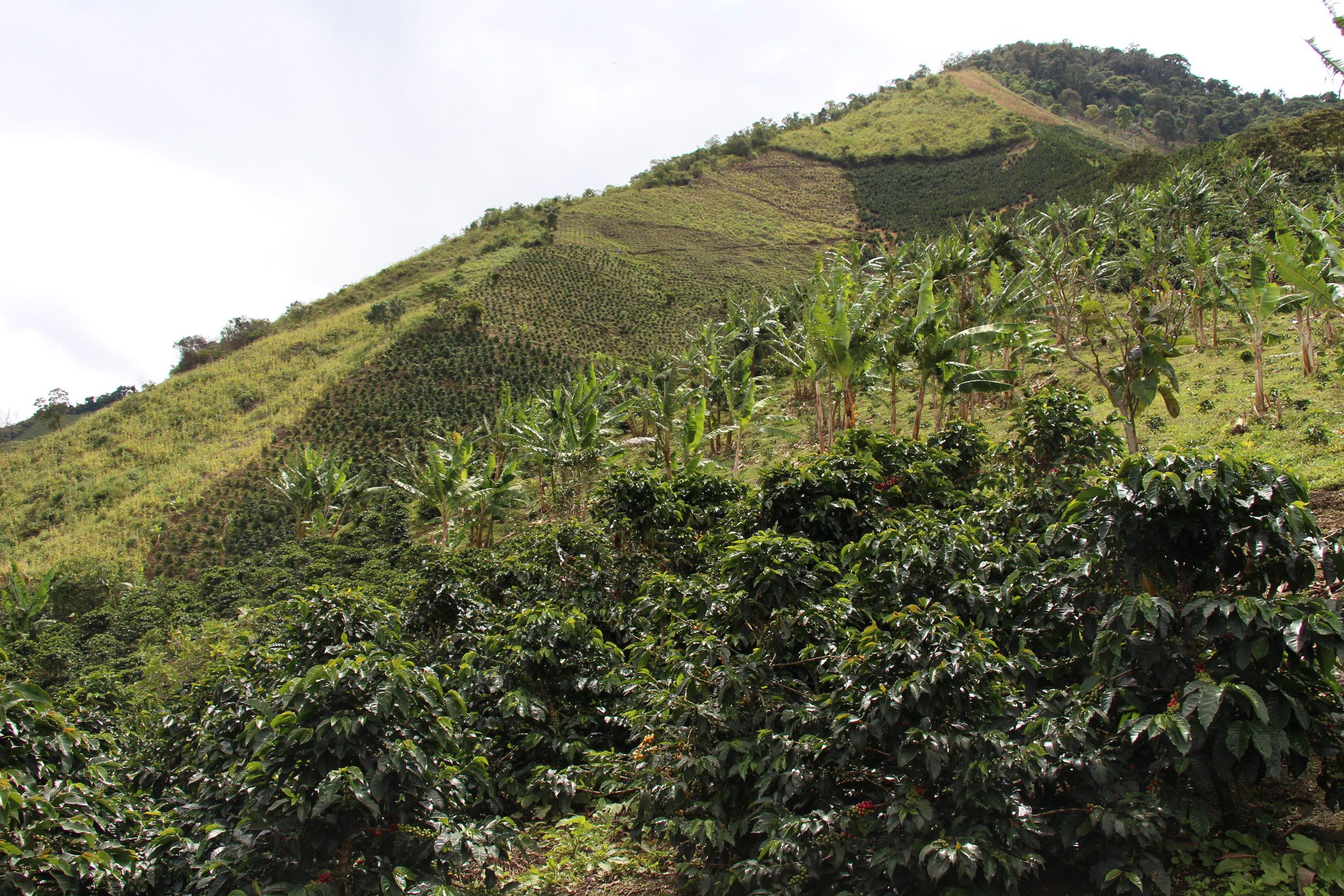 Steep Colombian slopes