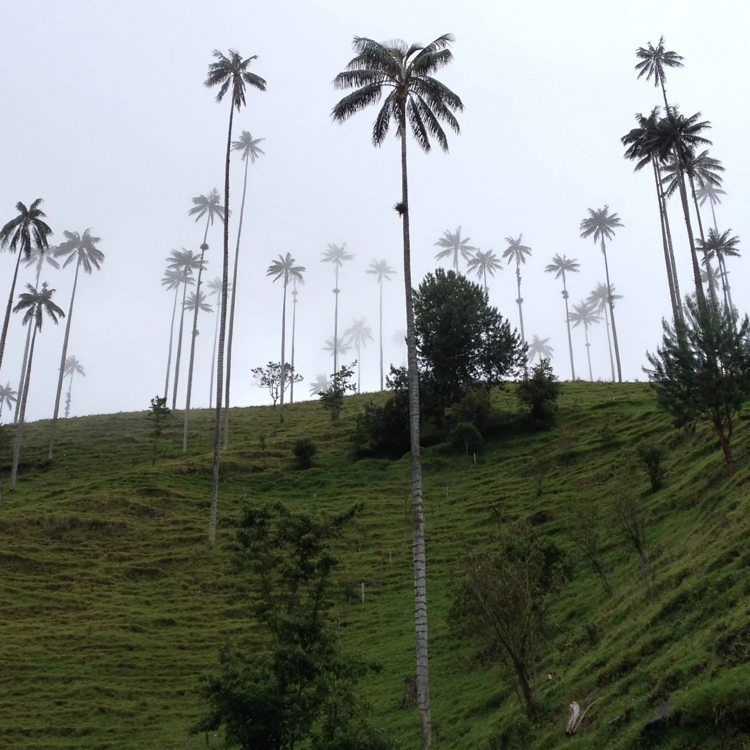 Salento – At the Heart of Colombia’s Coffee Area