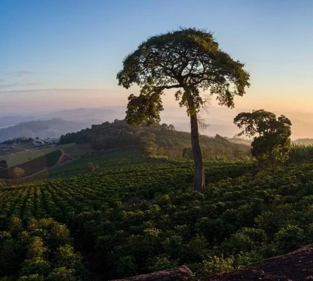 Our coffee is &lsquo;farm-to-farm&rsquo; > to you! 
&bull;
We buy our popular Serra do Cigano direct from the farmers who grow it in Brazil. We then roast it on an organic family farm in Sligo. And then we post it to you. 
&bull;
This short chain 