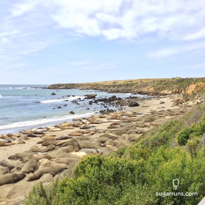 Elephant Seals