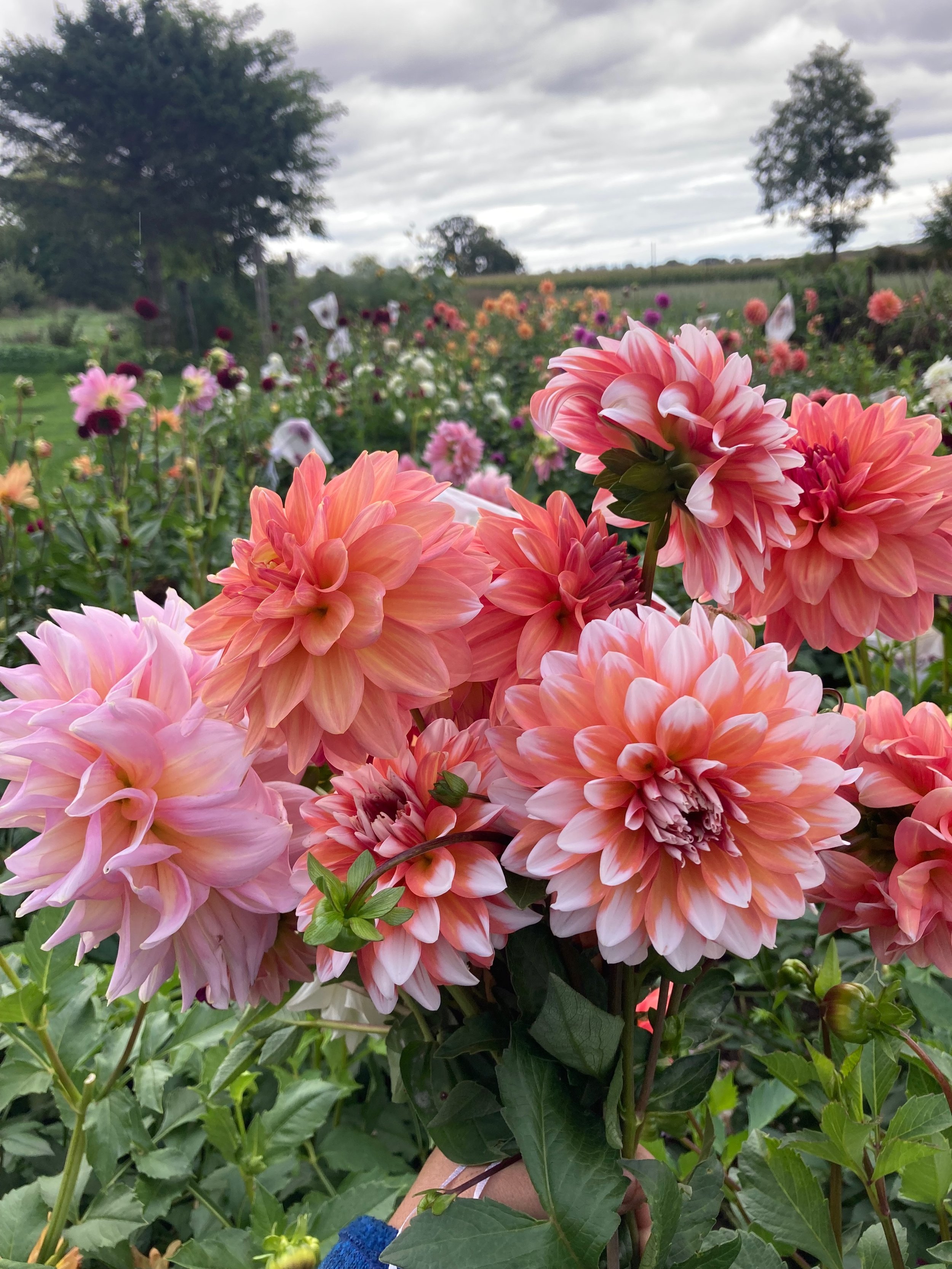 Pre- Ordered Peaches Dahlia Tuber