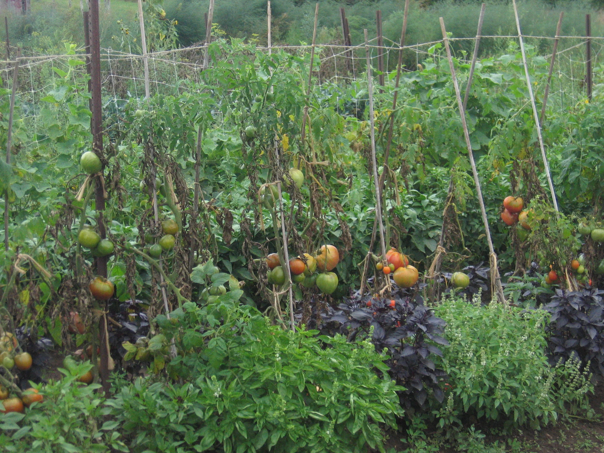 tomatoes & basils