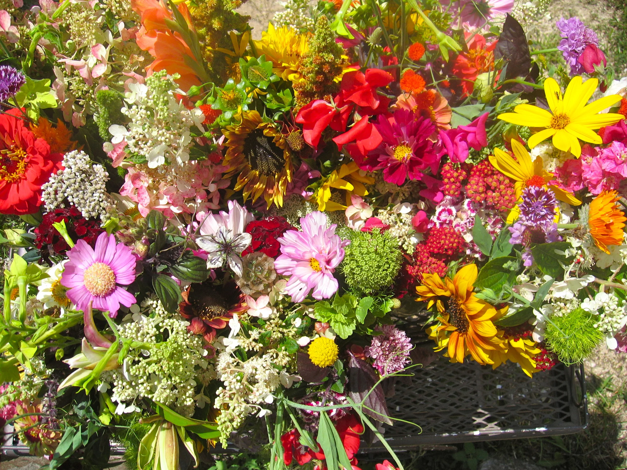 Late July Blooms 2014