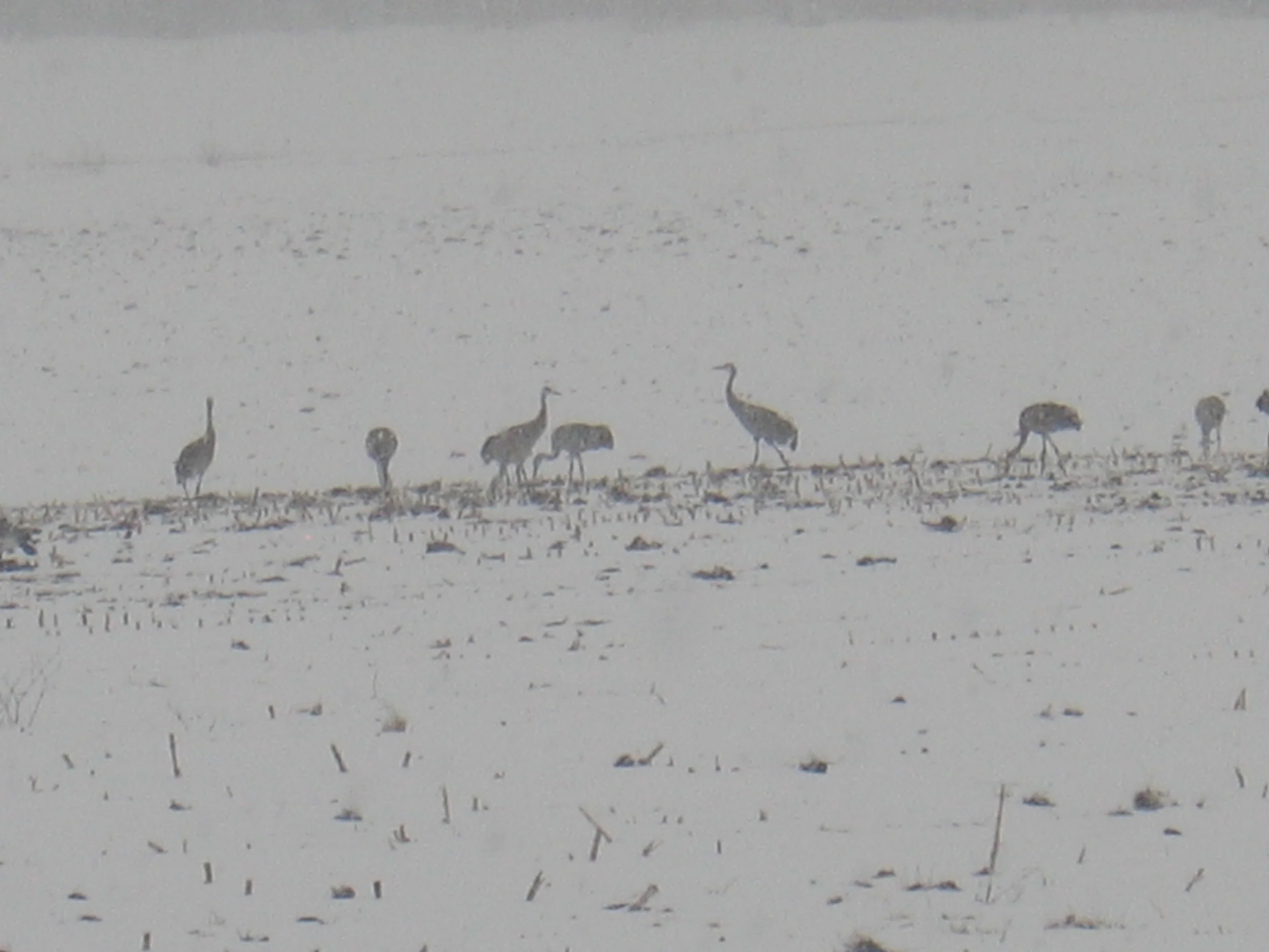 Farmcast Season 2 Episode 3