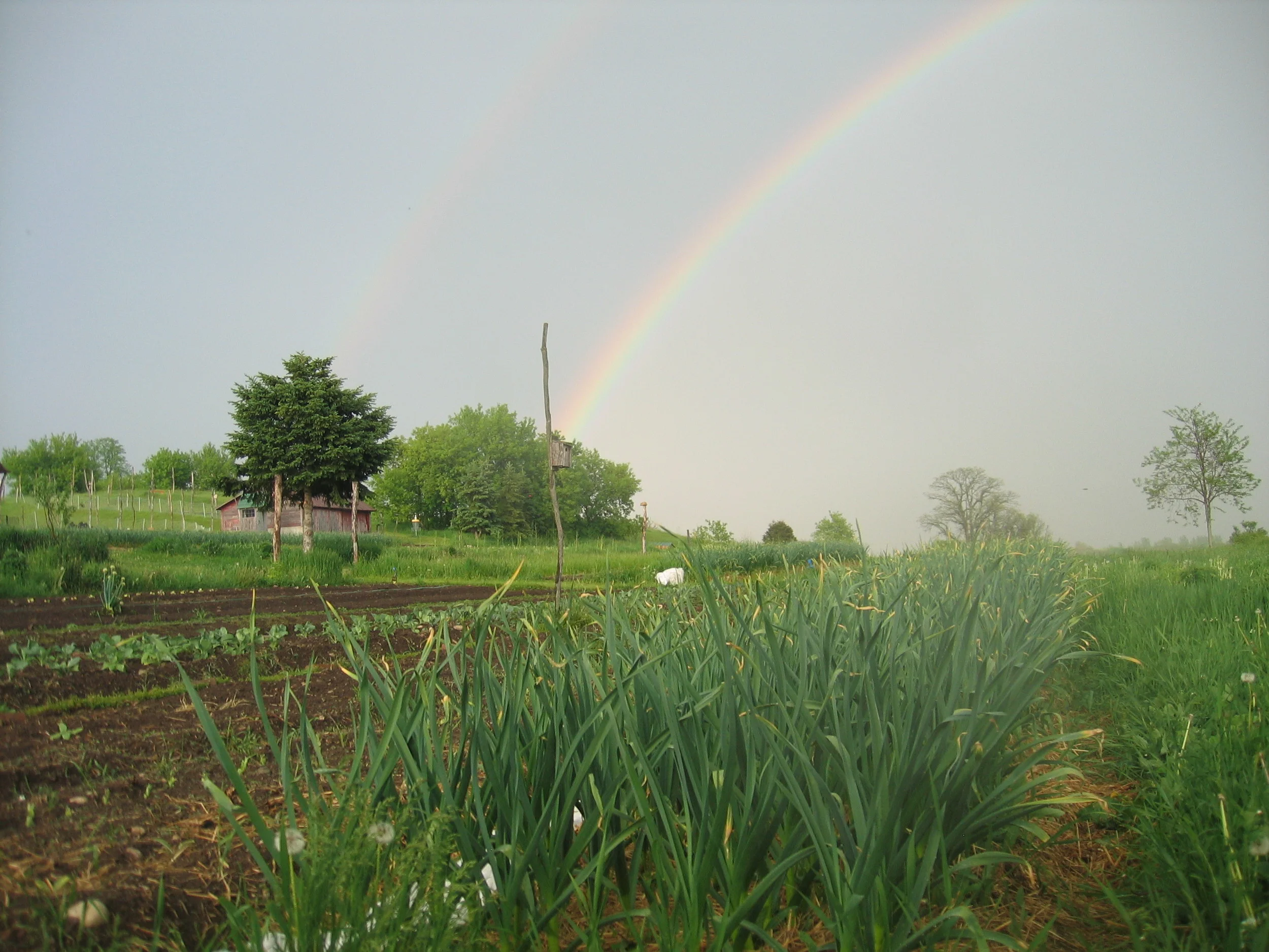 Early June 2016 Seasonal CSA Produce & Flower Subscription