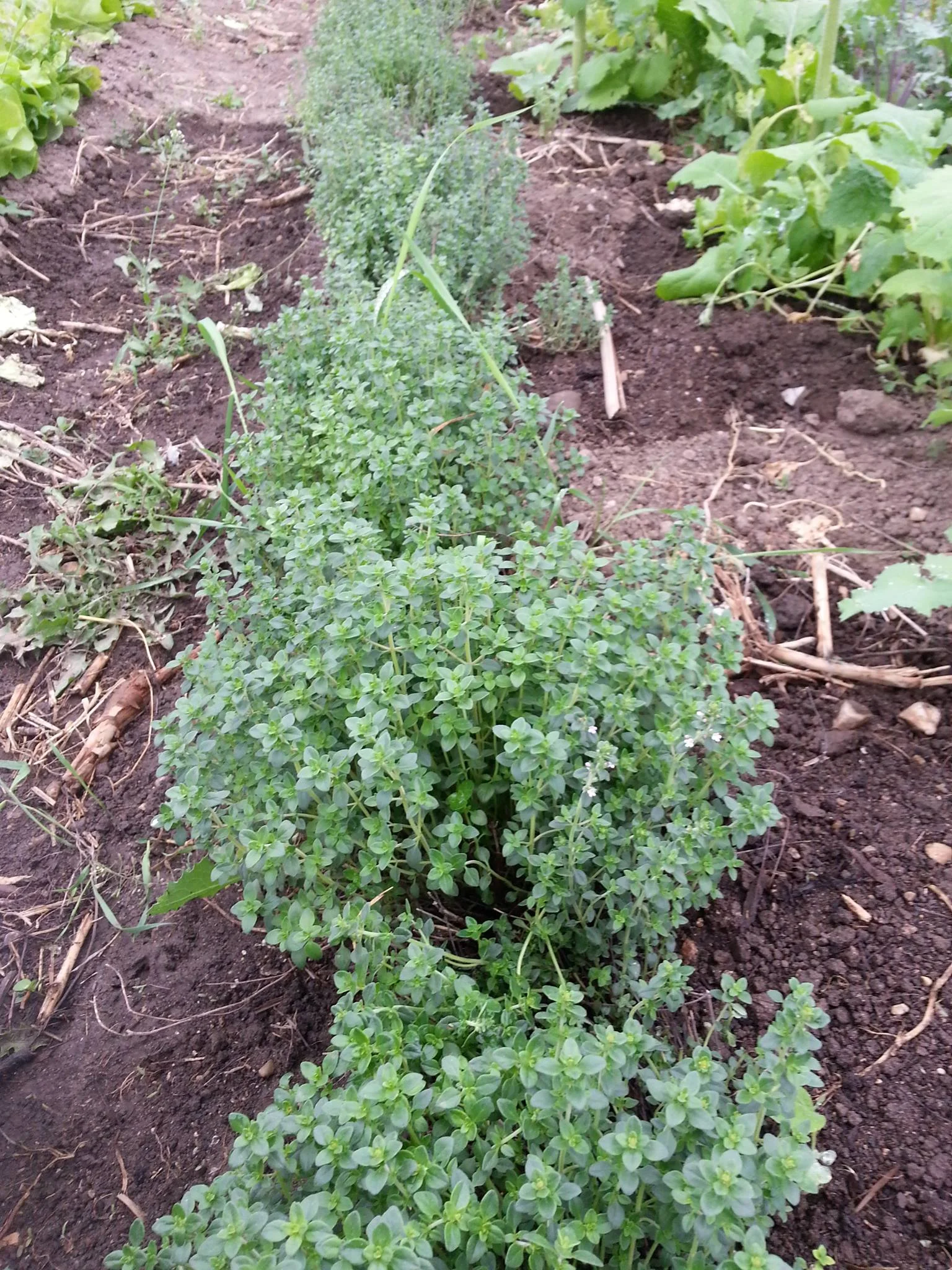lemon thyme.jpg