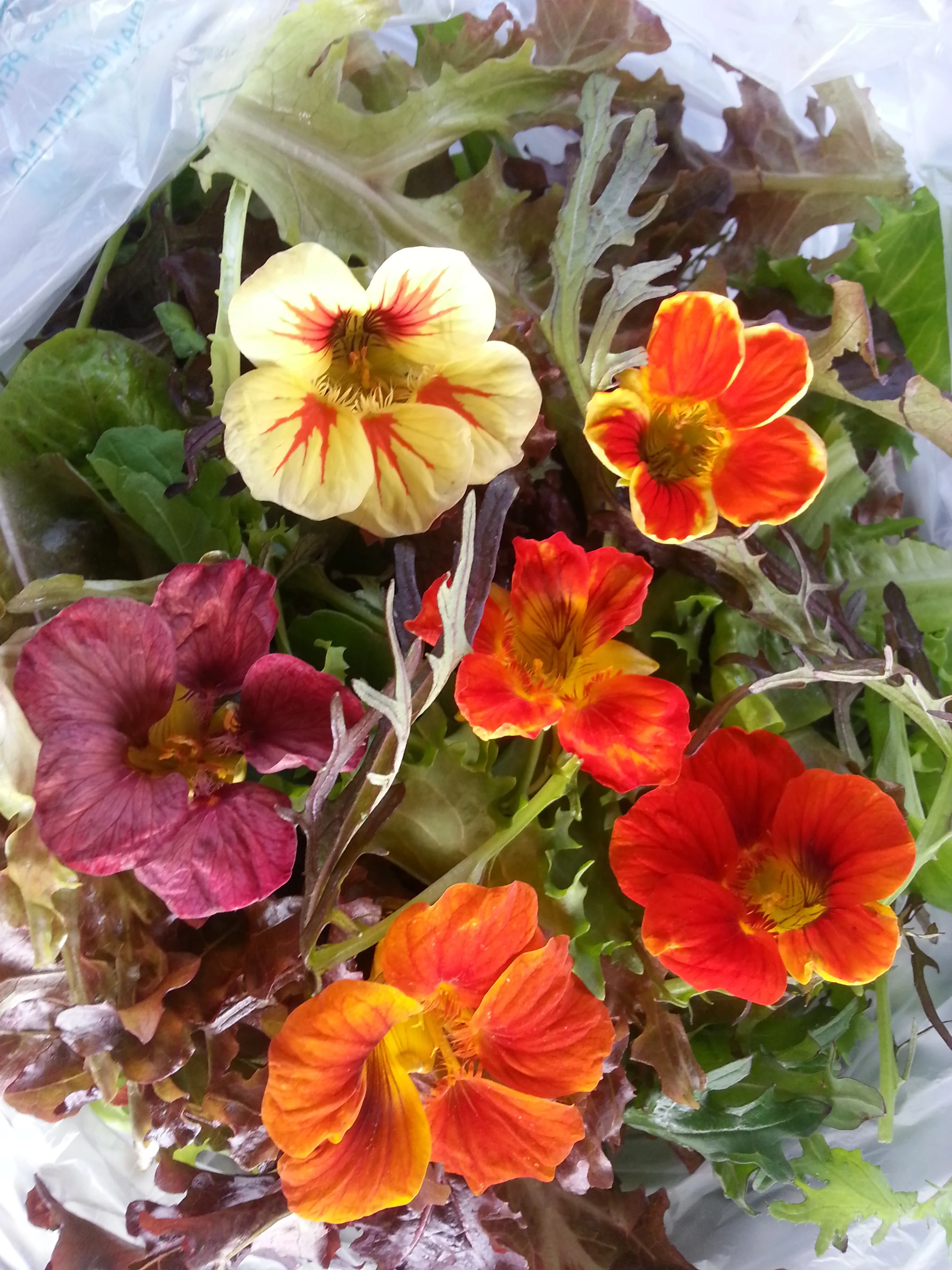 nasturtium:salad mix october 2016.jpg