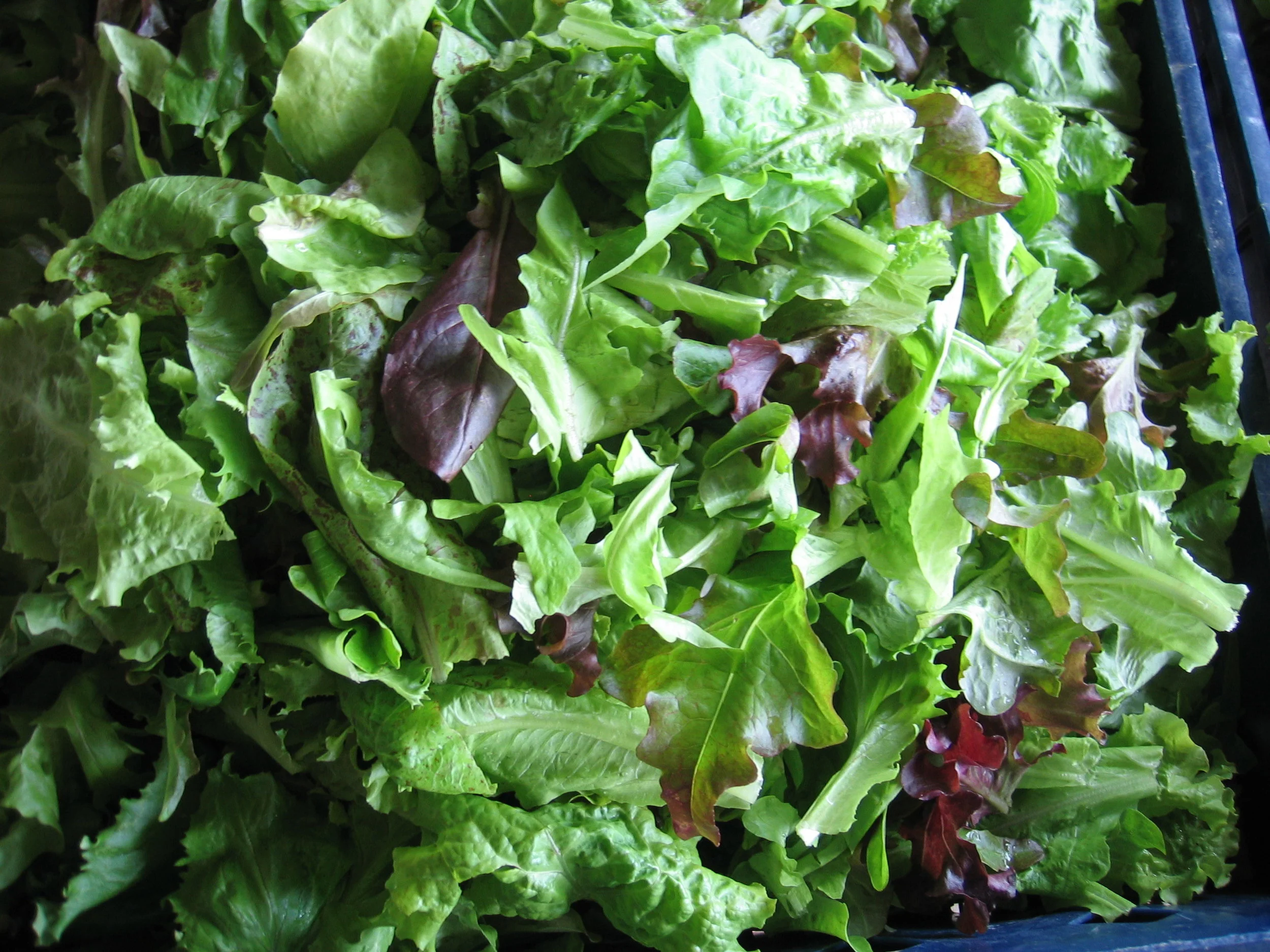 heirloom lettuce mix 3 times washed and spun dry