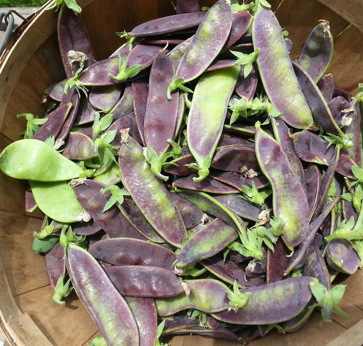 Shiraz snow peas