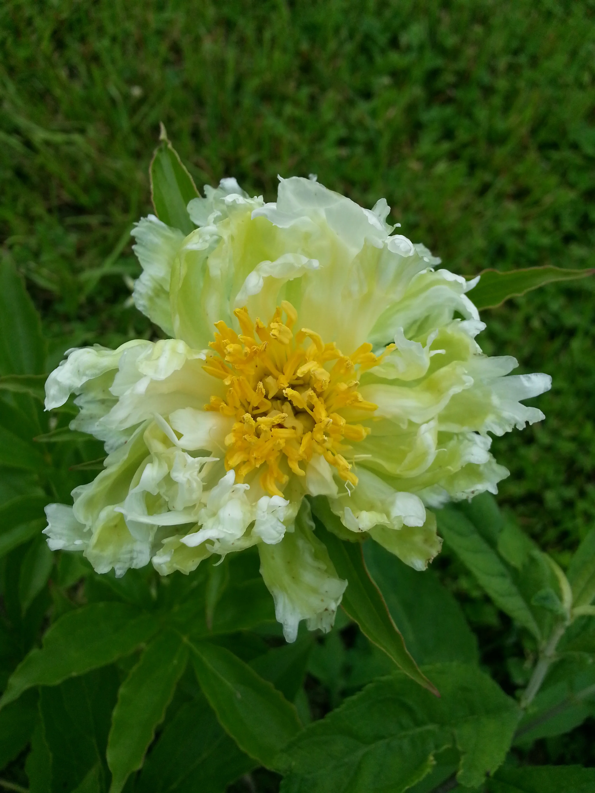 20160609_104752.jpg