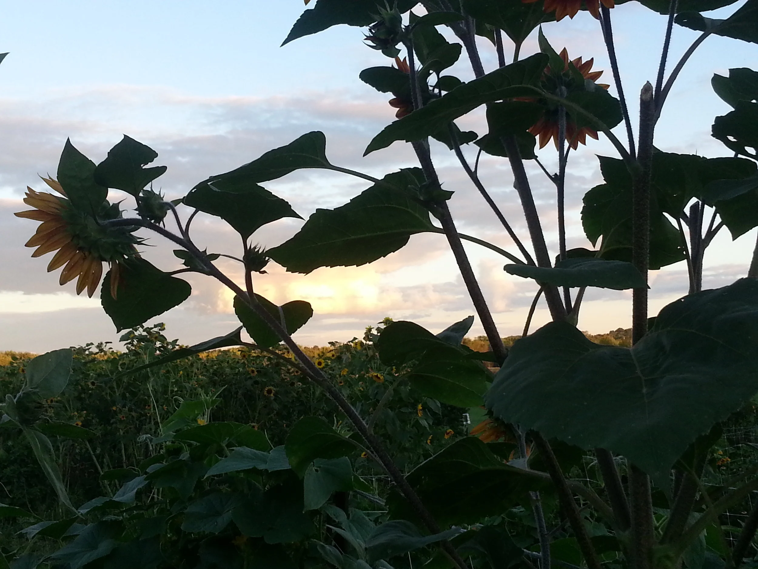 Bike to Farm