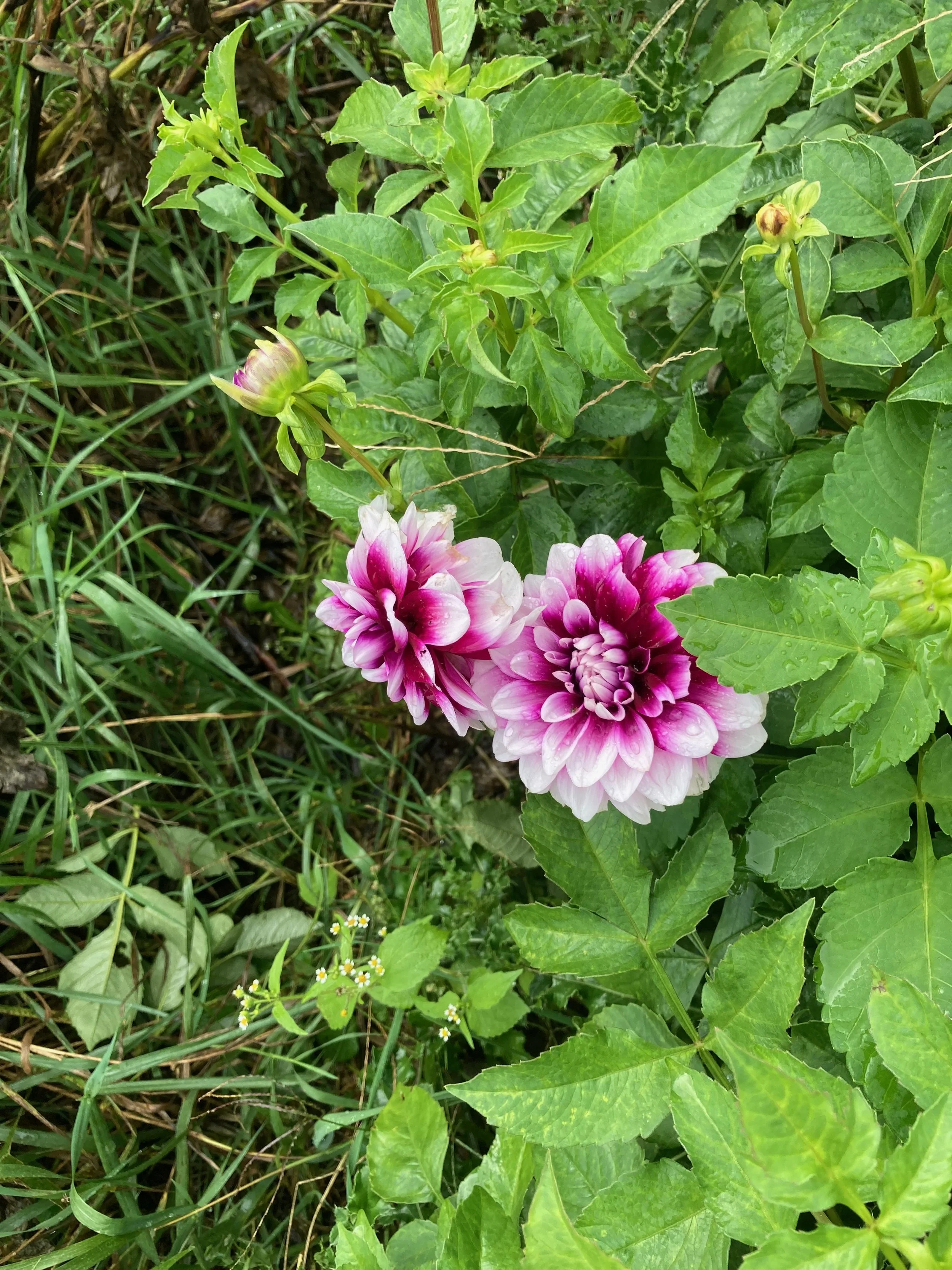 Pre- Order Edinburgh Dahlias