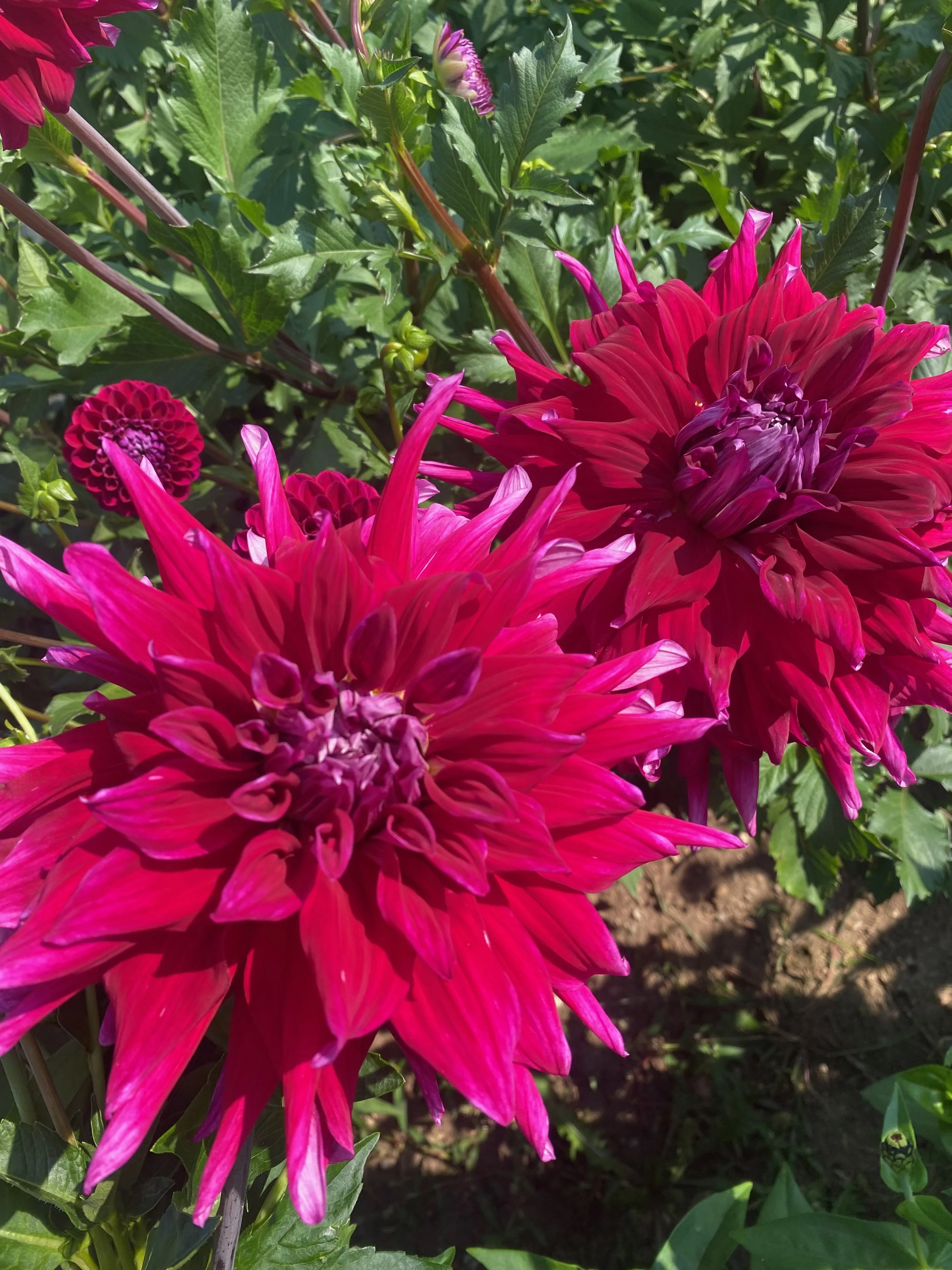 Pre-Order Emory Paul Dinner Plate Dahlia Tubers ( pre - order )