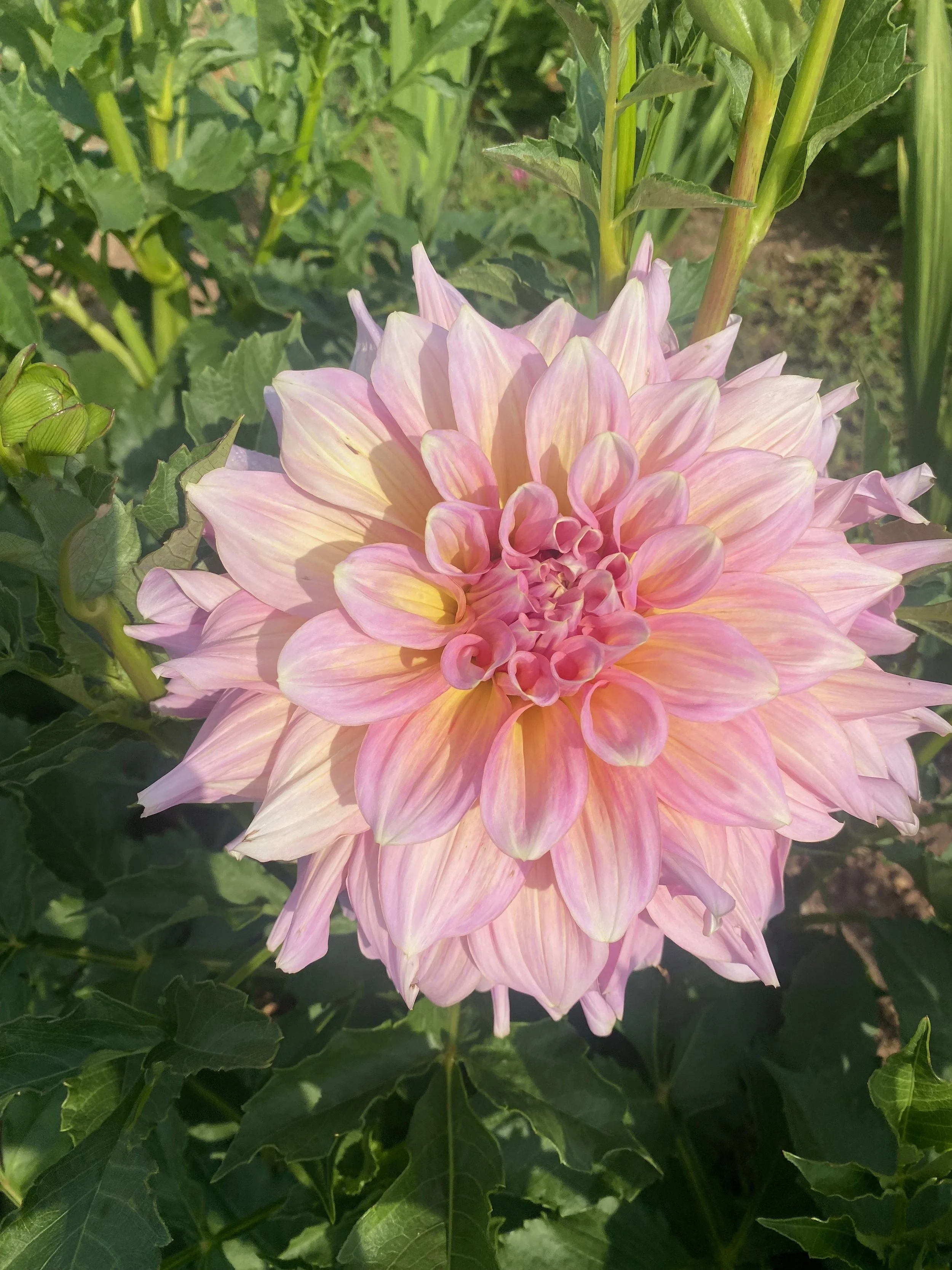 Pre- Order Strawberry Ice Dinner Plate Dahlia