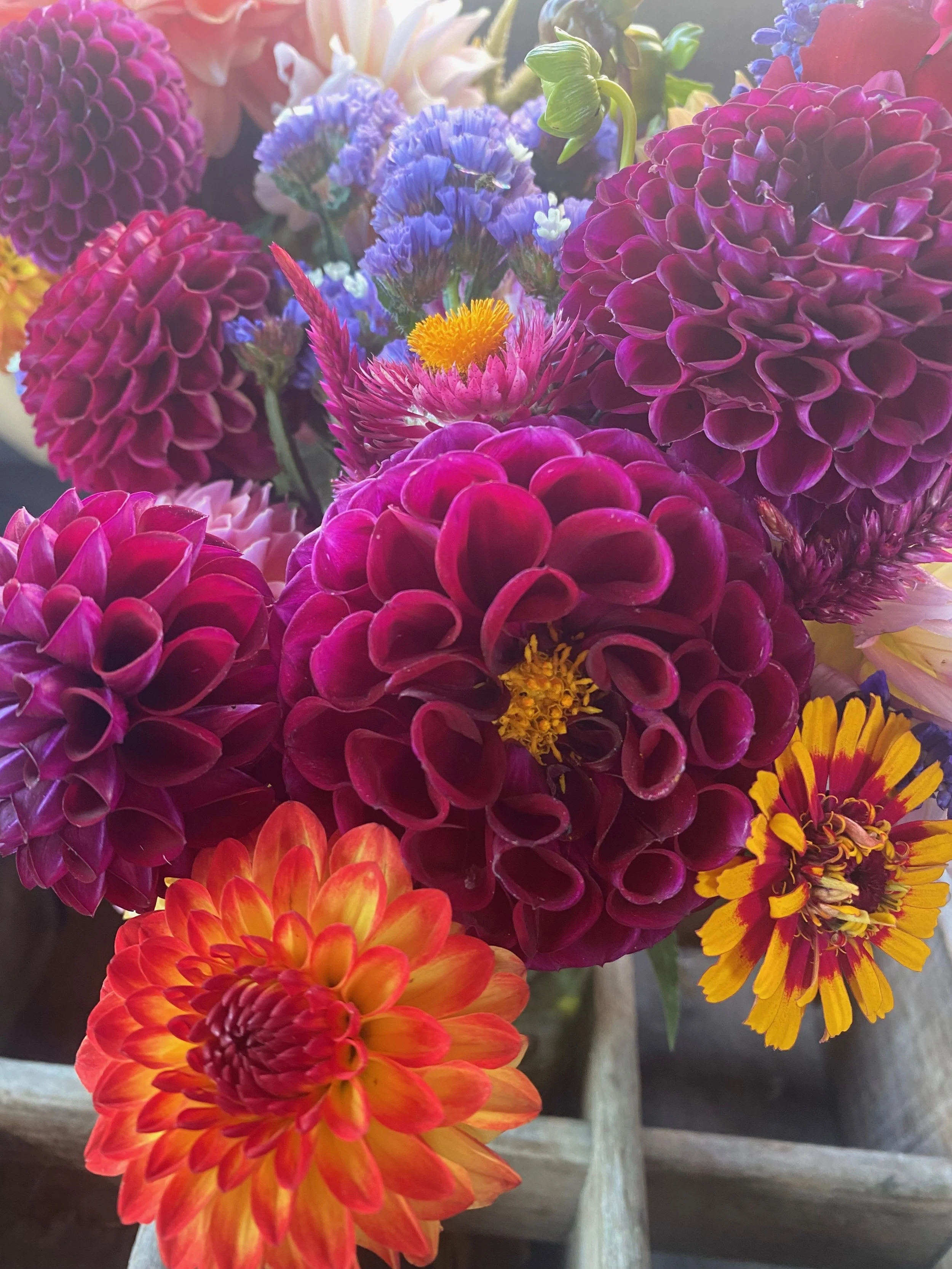 Pre-Order Ivanetti Dahlia tubers