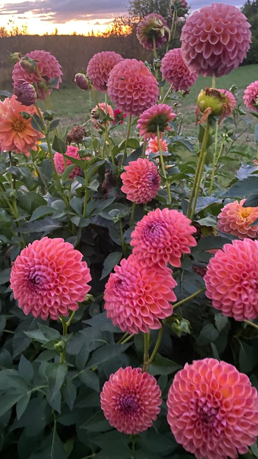 Pre- order Jowey Winnie Tubers