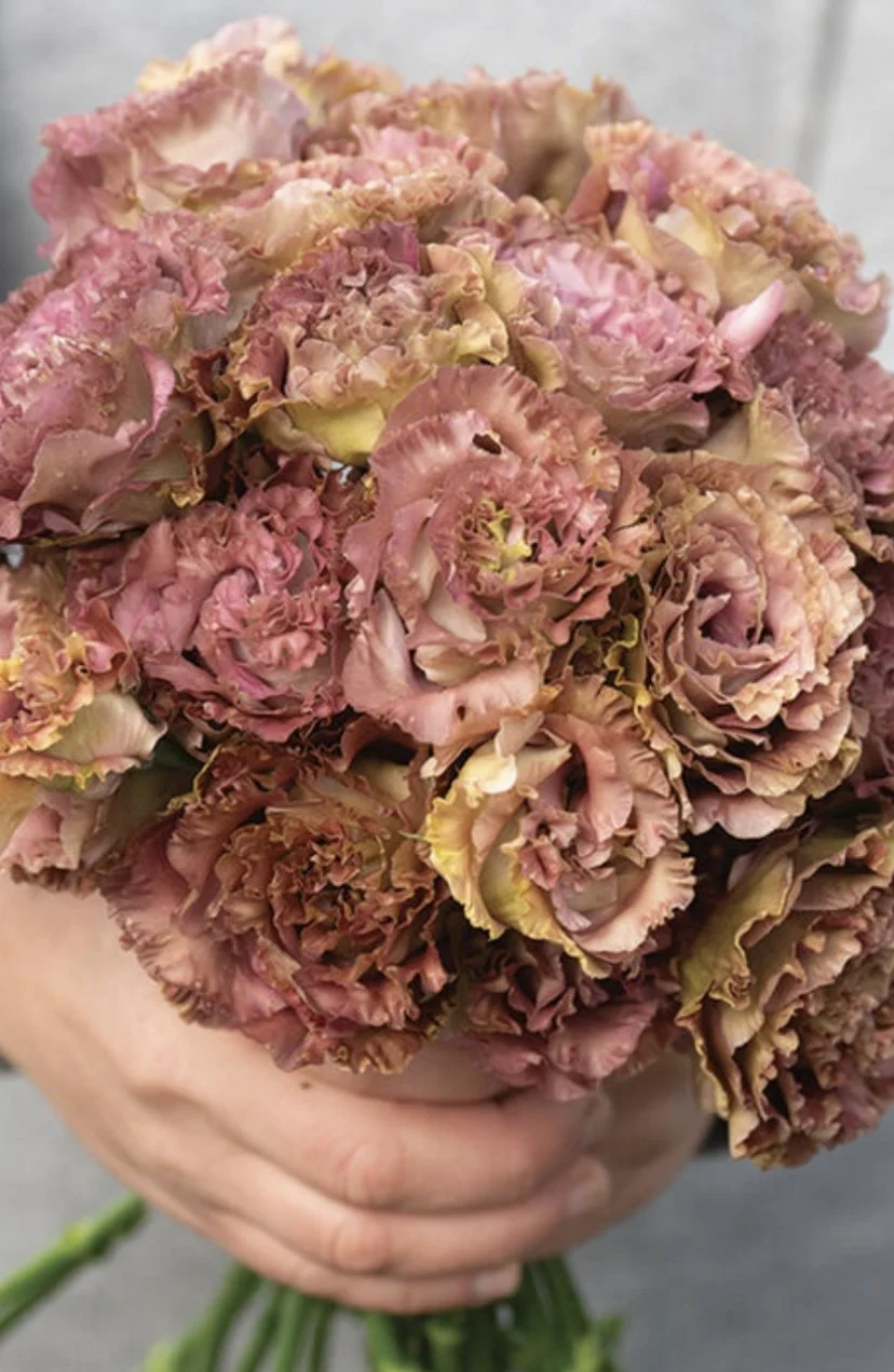 Pre-Order Four Lisianthus Flower Starts