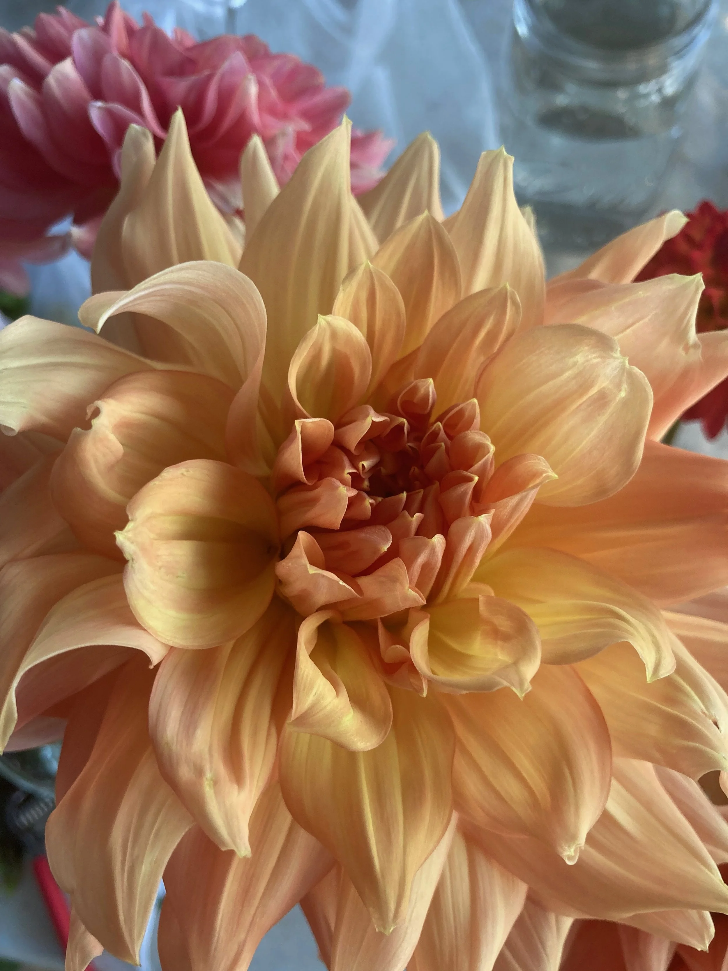 Pre- order Gold Hamari Dinner Plate Dahlia tubers