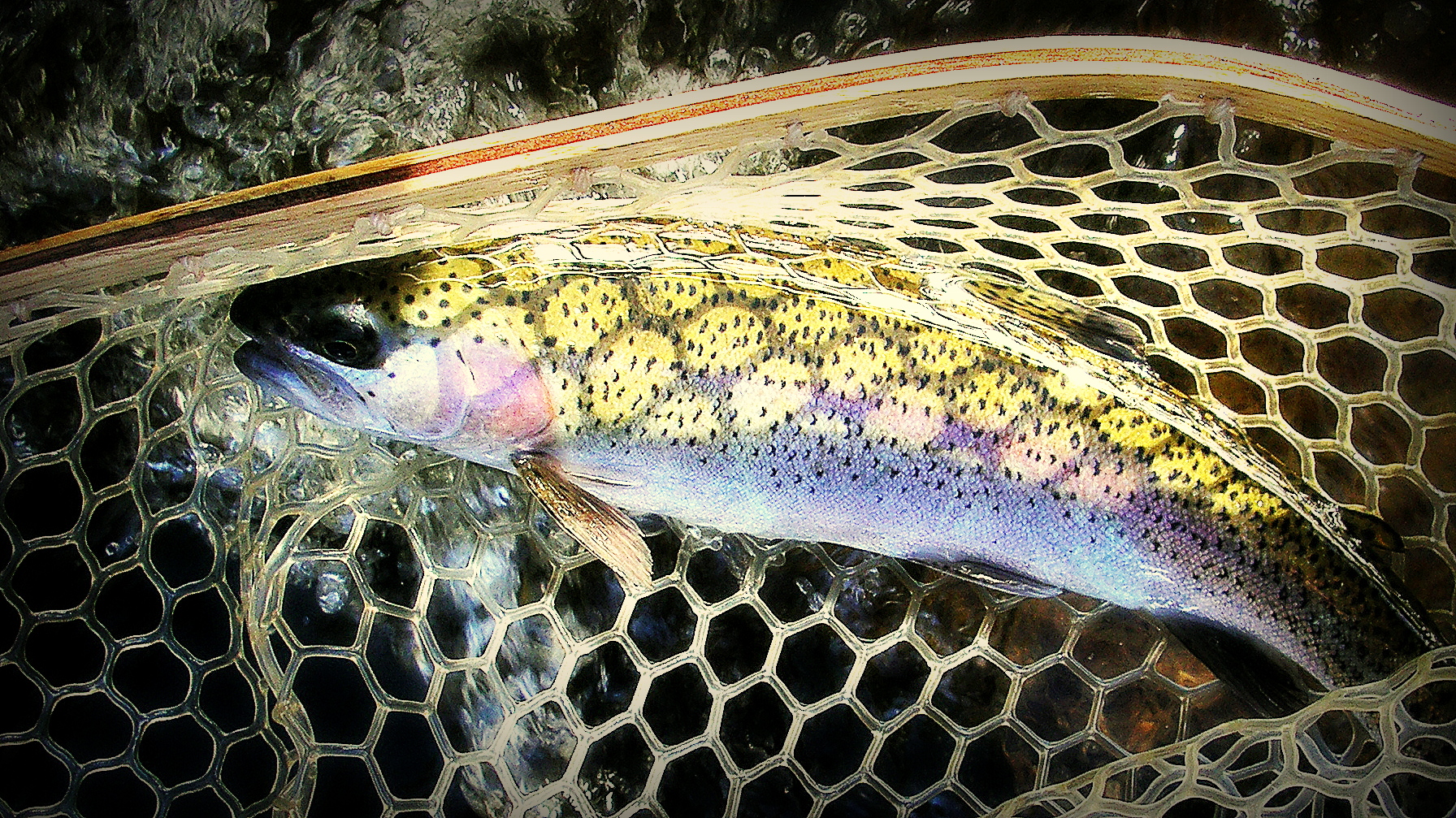 Dappled_trout.jpg