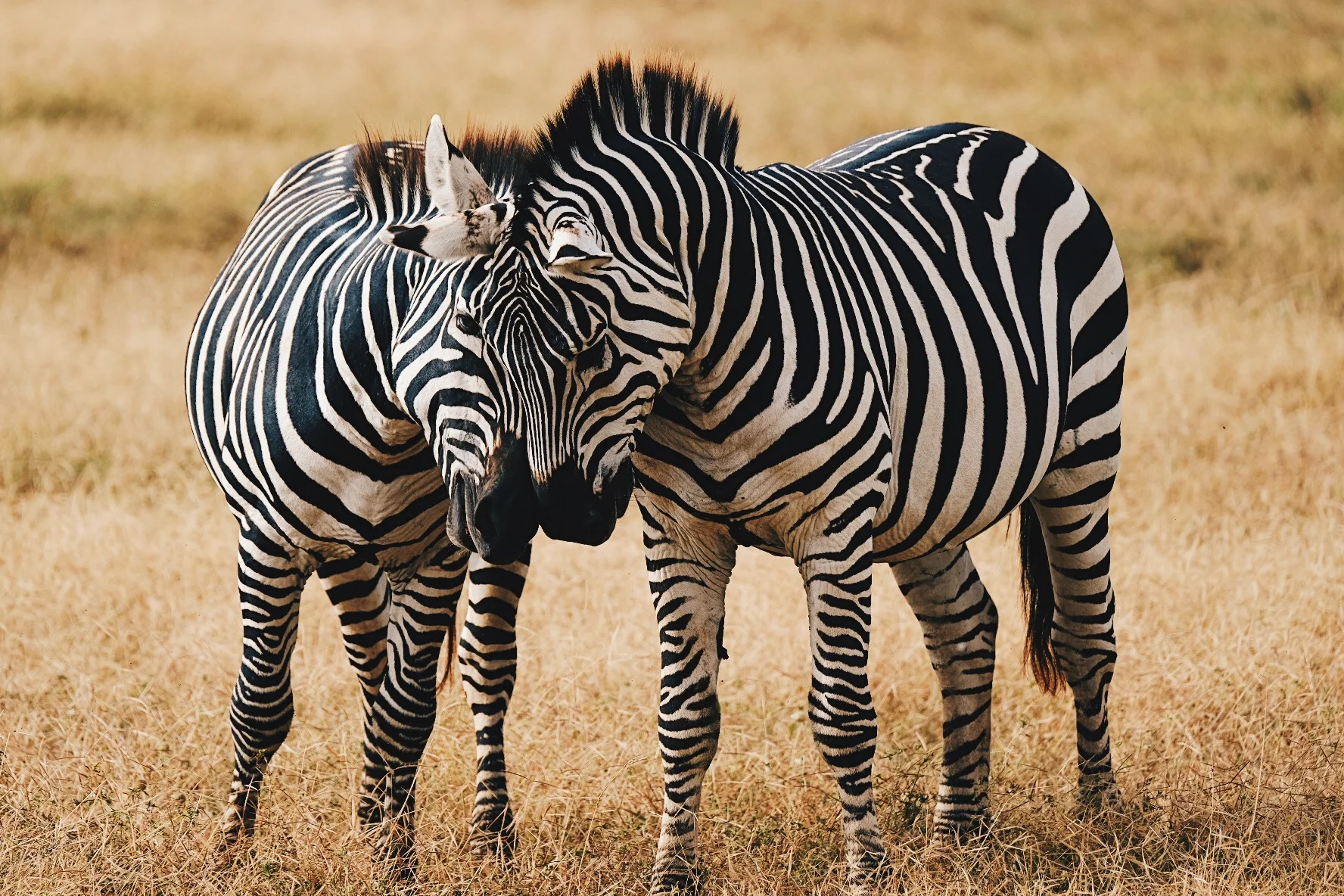 46F6D7E9-2B26-4D20-867E-219AC79B00F6 3.JPG