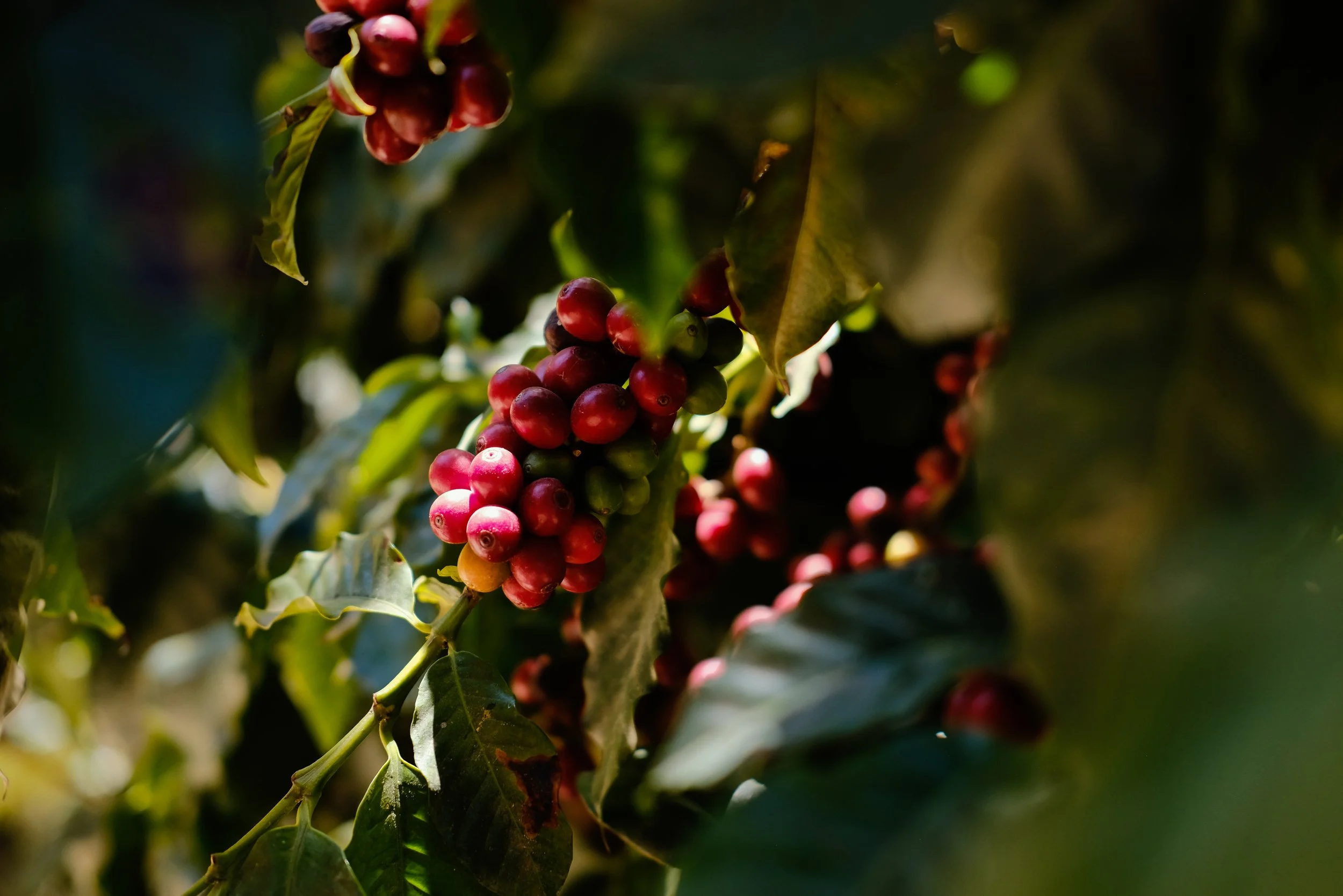 Ryan Neeven x Lake Atitlan (16 of 35).jpg