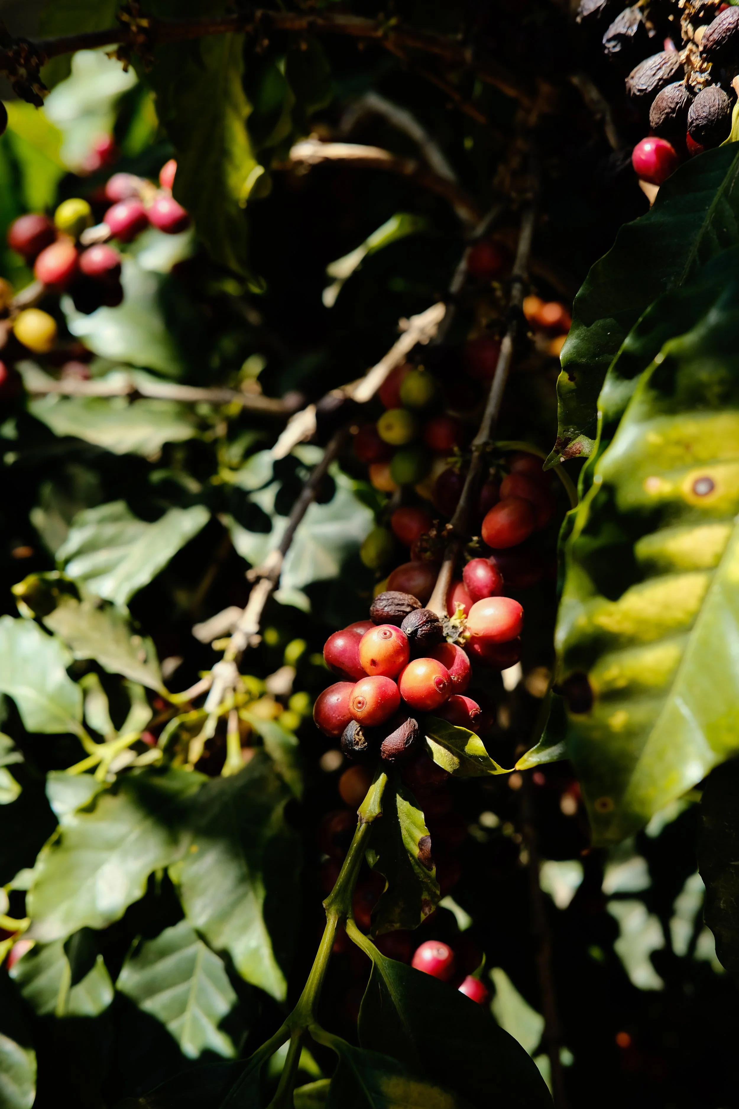 Ryan Neeven x Lake Atitlan (15 of 35).jpg