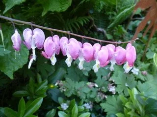 Grounding the Awakening Feminine Workshop ~ Shropshire, Herefordshire UK