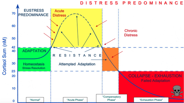 The three phases of HPA Axis Dysfunction