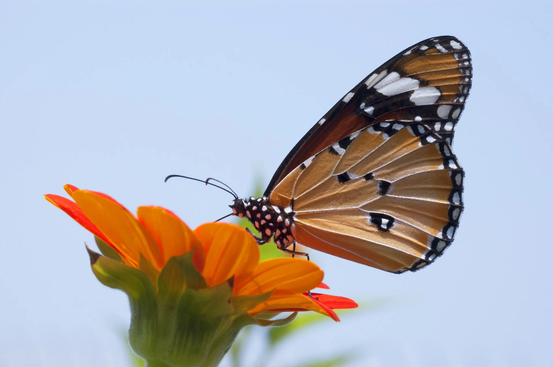 Butterfly.jpeg
