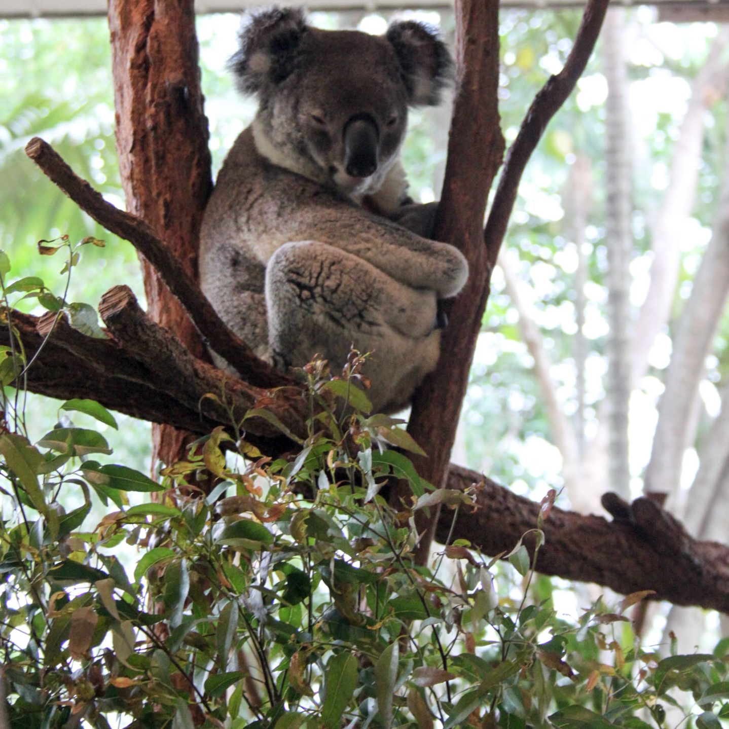 Why You Should Visit Lone Pine Koala Sanctuary On Your Next Aussie