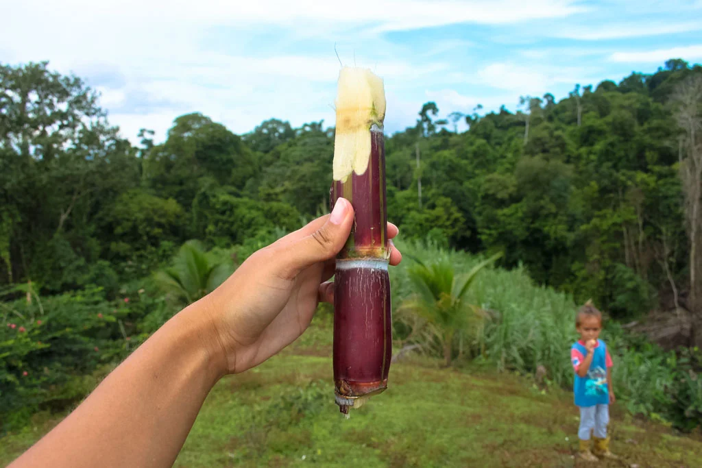 Eating fresh sugar cane on a walk from Bella Vista