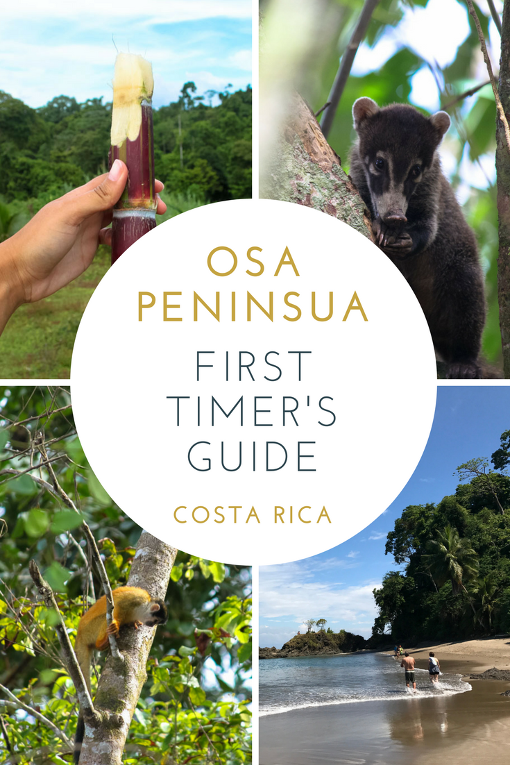 The First Timer's Guide to Osa Peninsula Costa Rica — Tofu Traveler